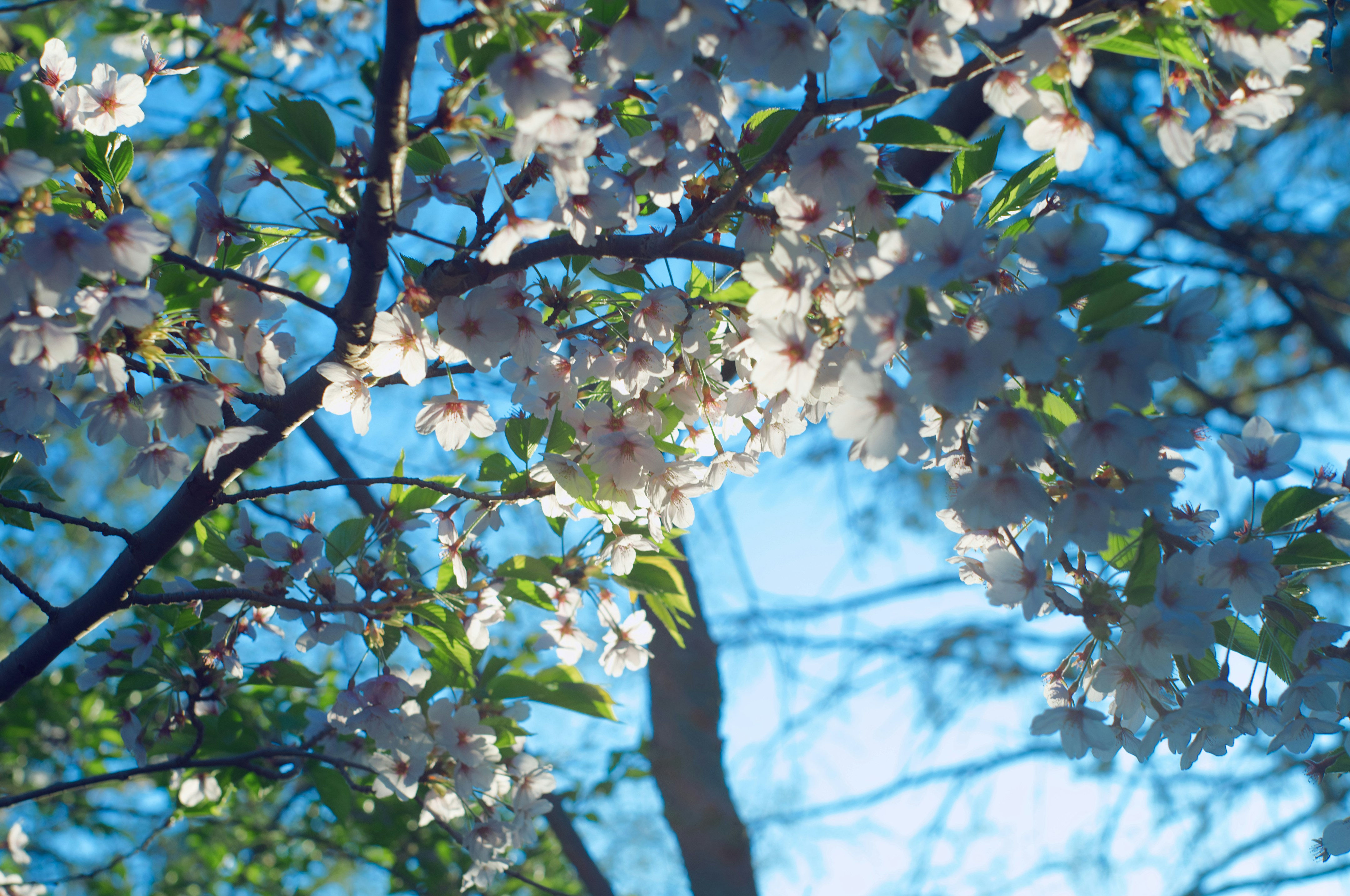 Las flores blancas florecen en un árbol a la luz del sol.