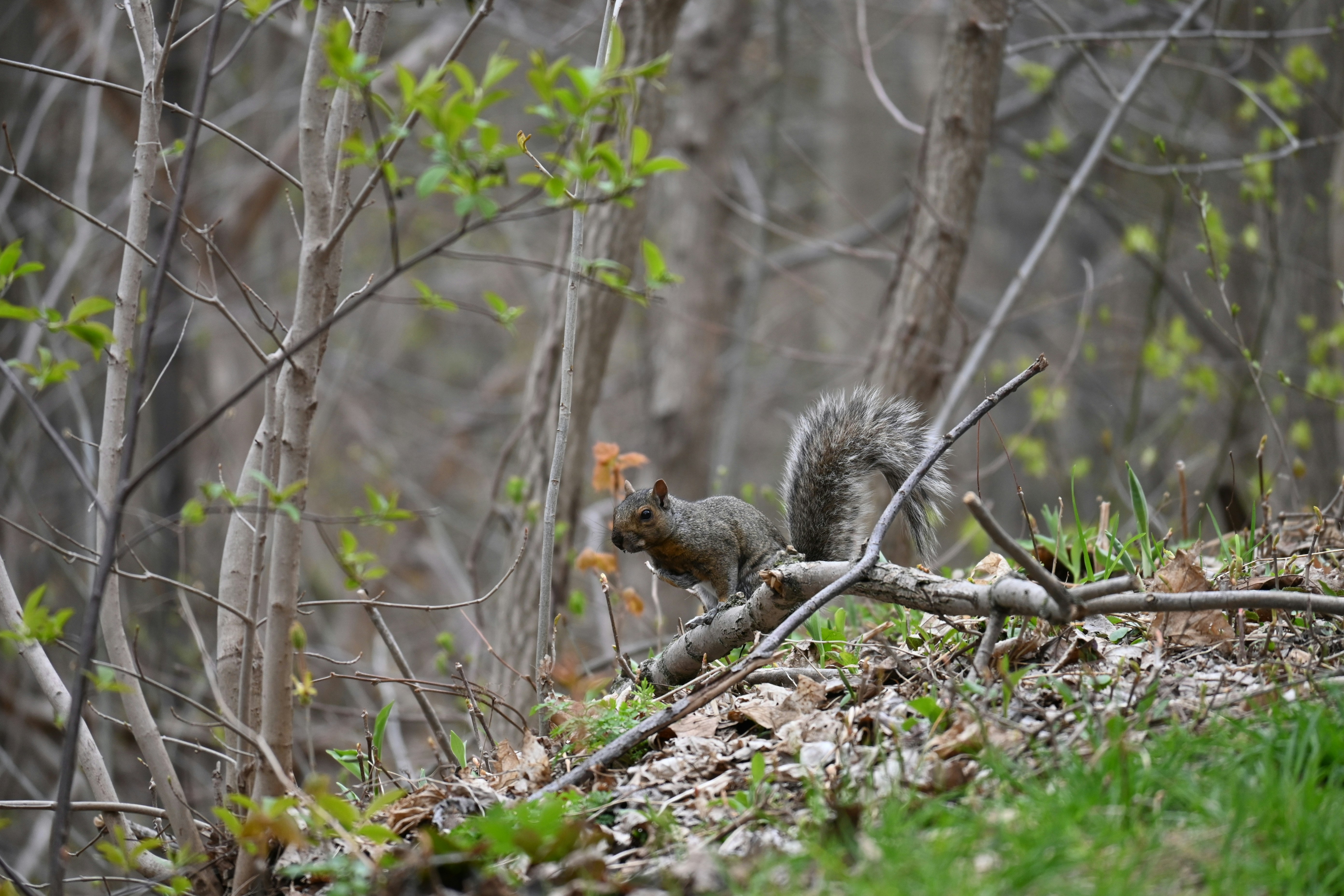 A squirrel perches on a branch in the woods.
