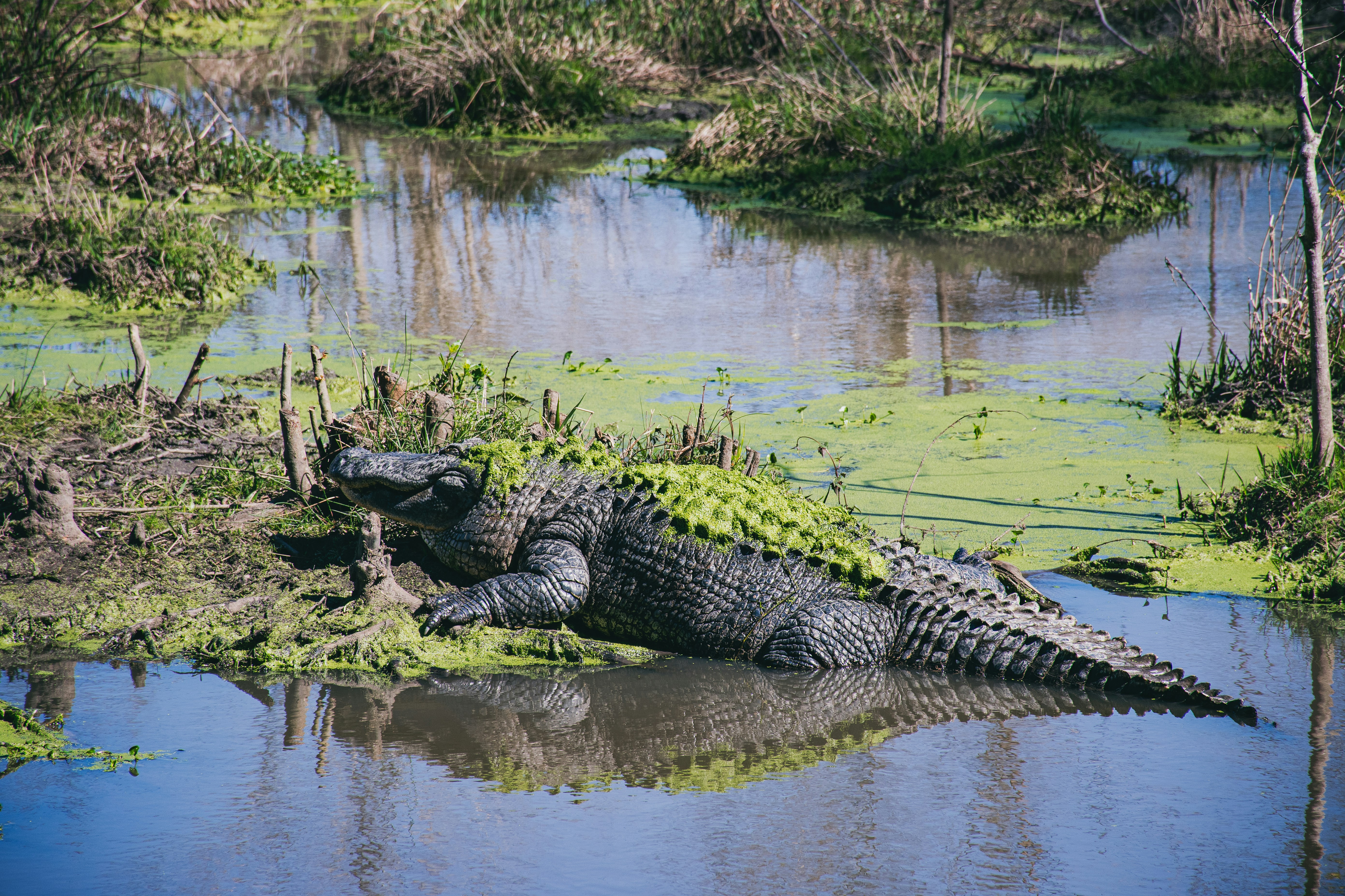 Photo by clovegrove7