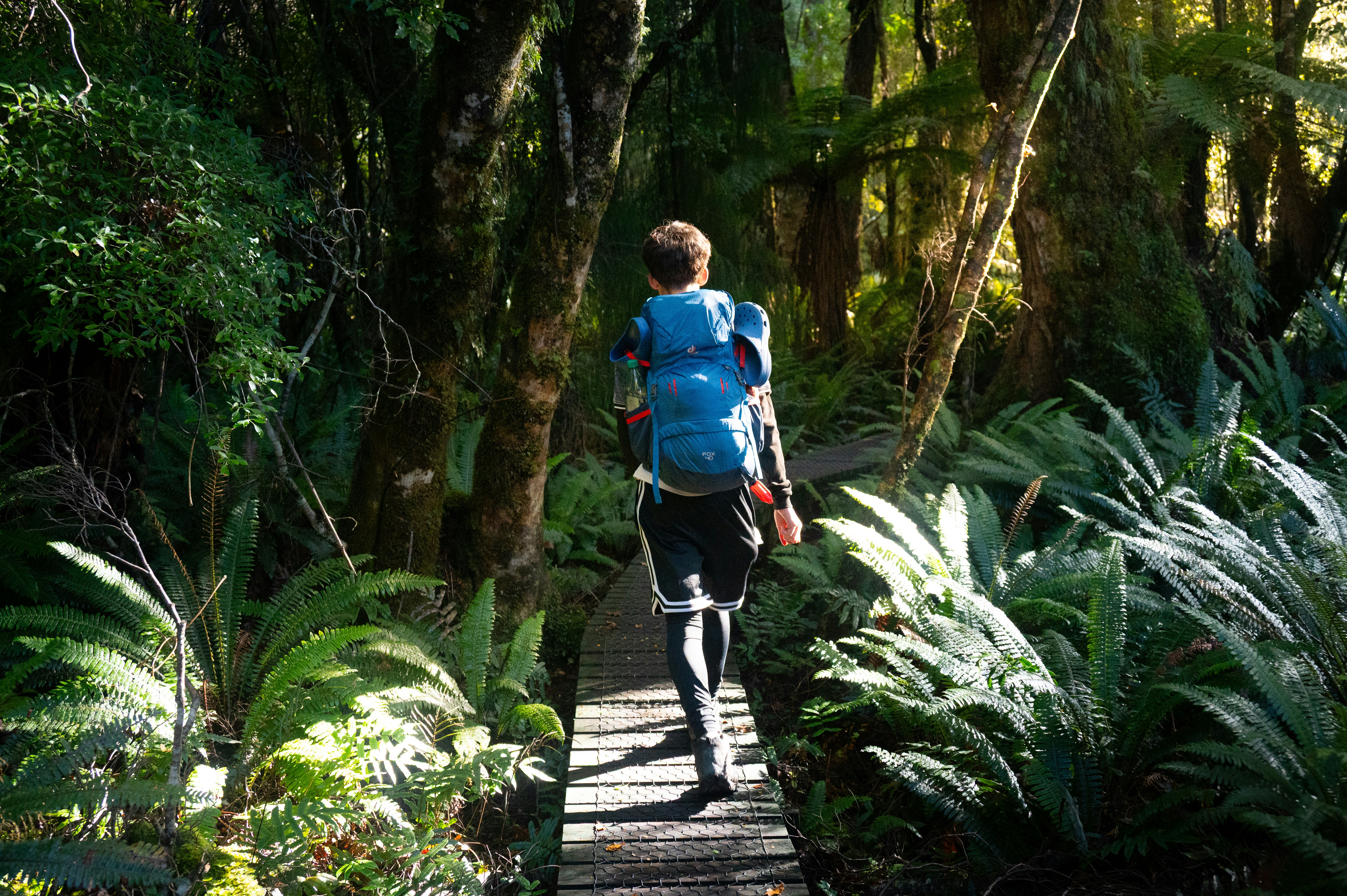 A hiker walks through a lush, green forest.