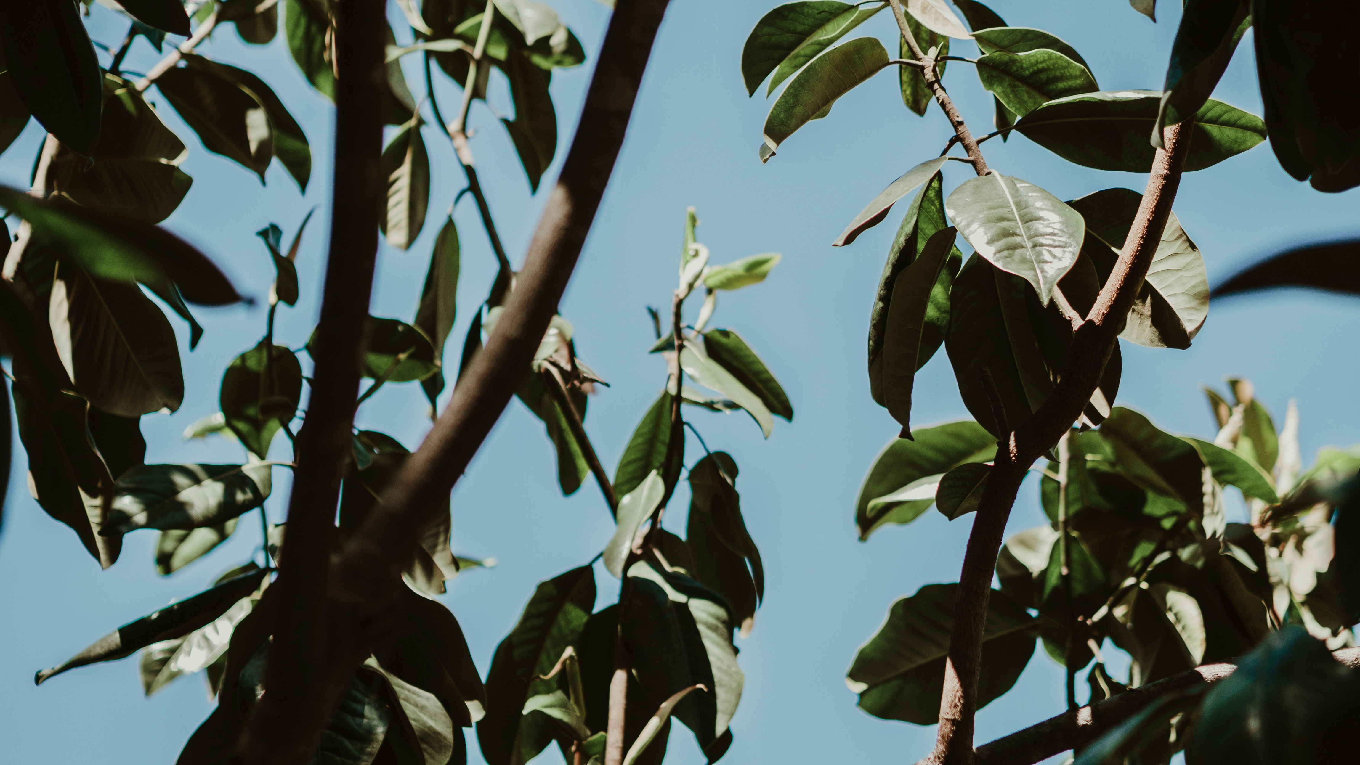Tree leaves and branches against a clear blue sky.