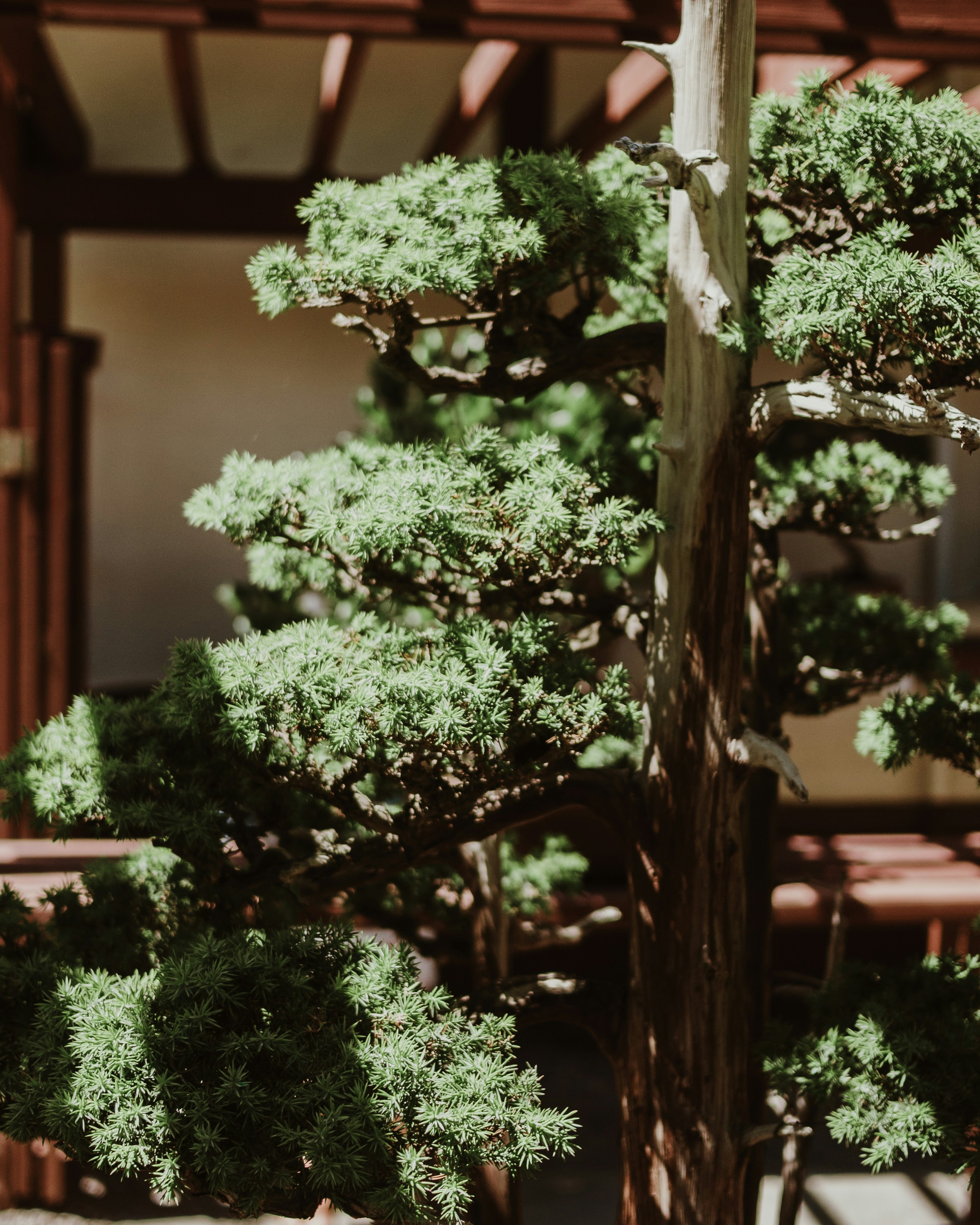 A bonsai tree is shown in a shaded garden.