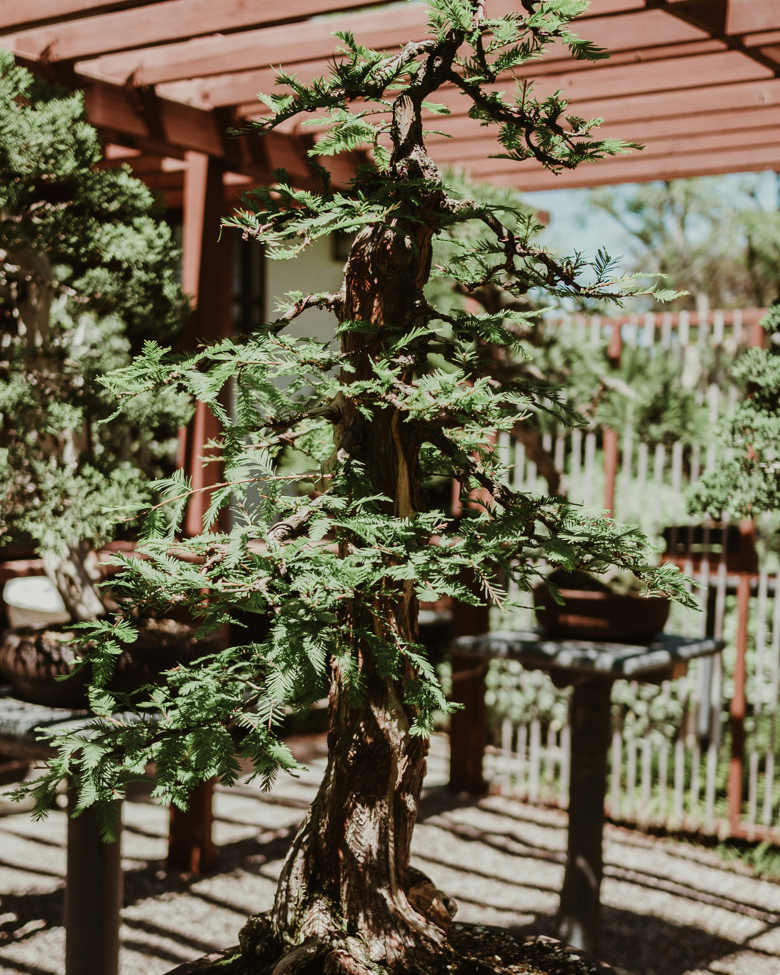 A bonsai tree is featured in an outdoor garden.