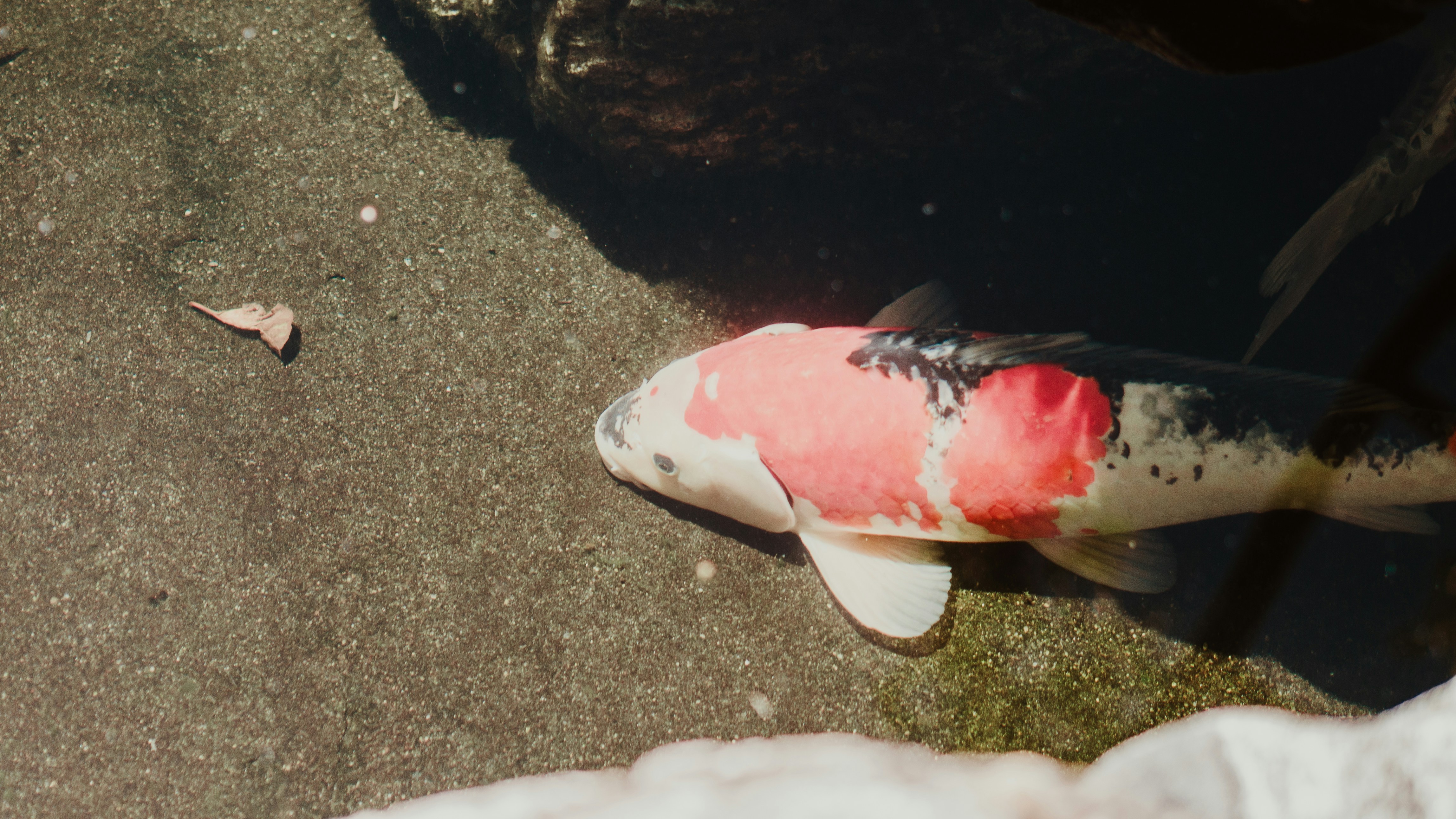 A beautiful koi fish swims in water.