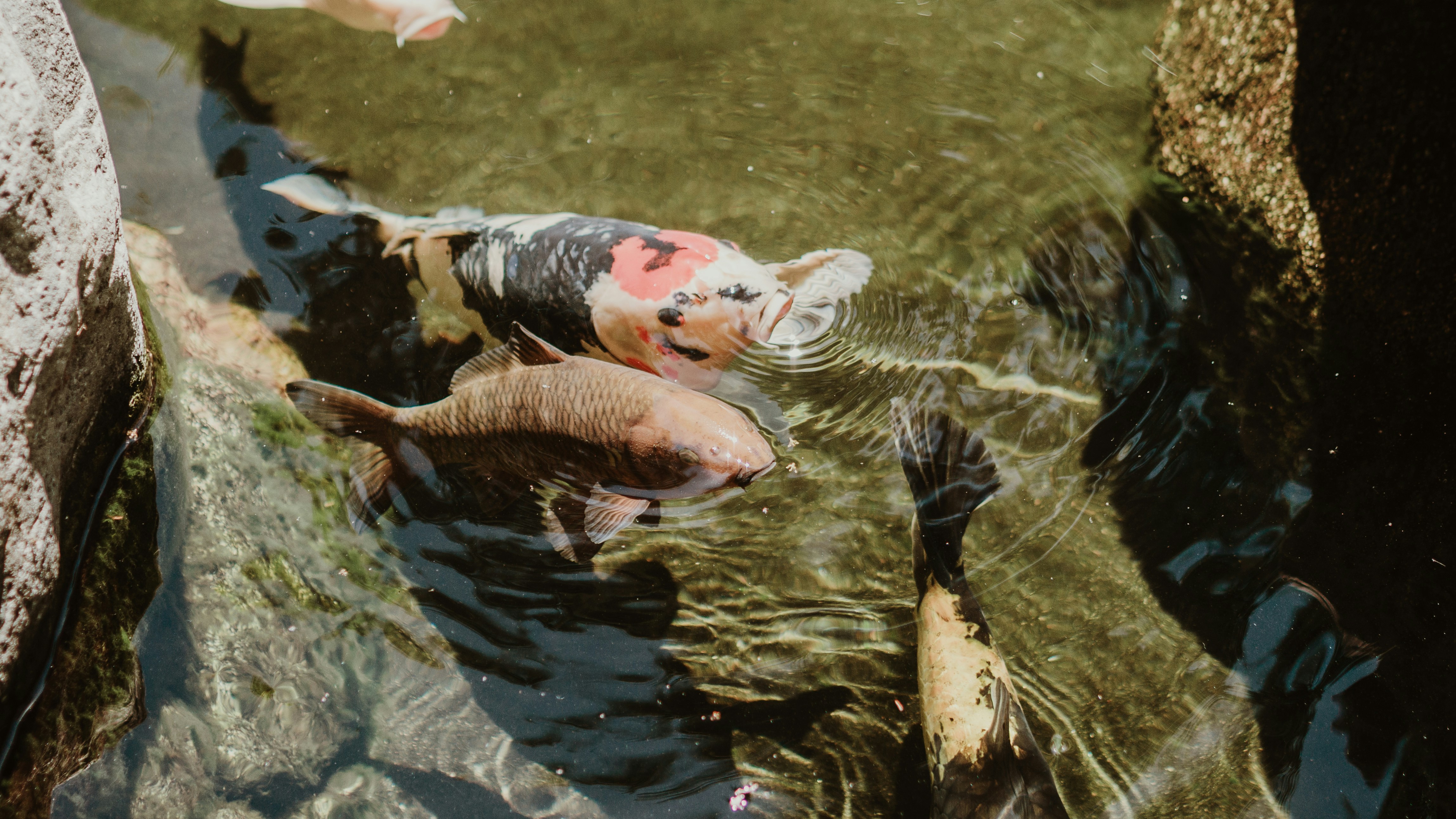 Koi fish swim in a clear pond.
