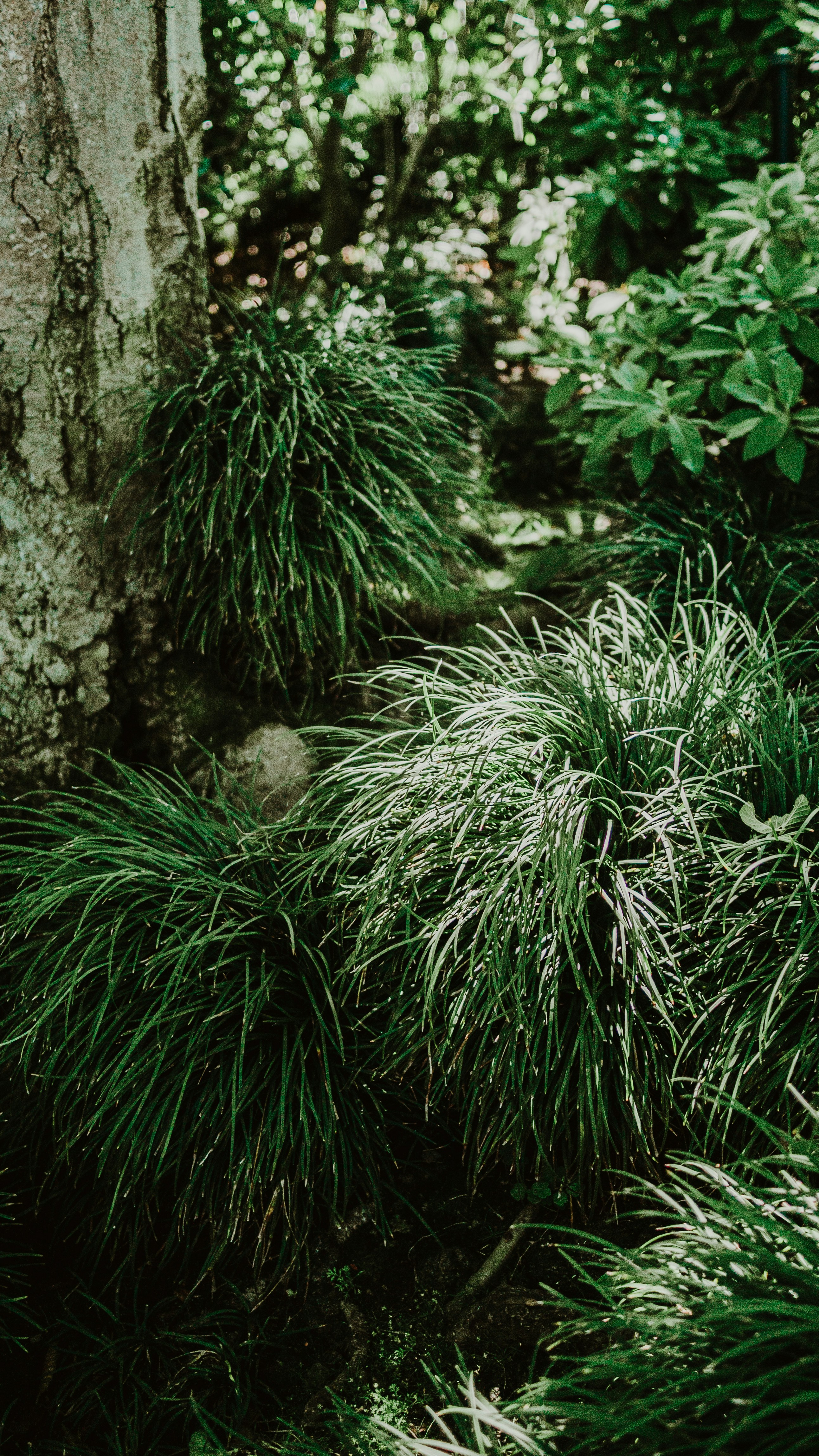 Lush green foliage in a serene, natural setting.