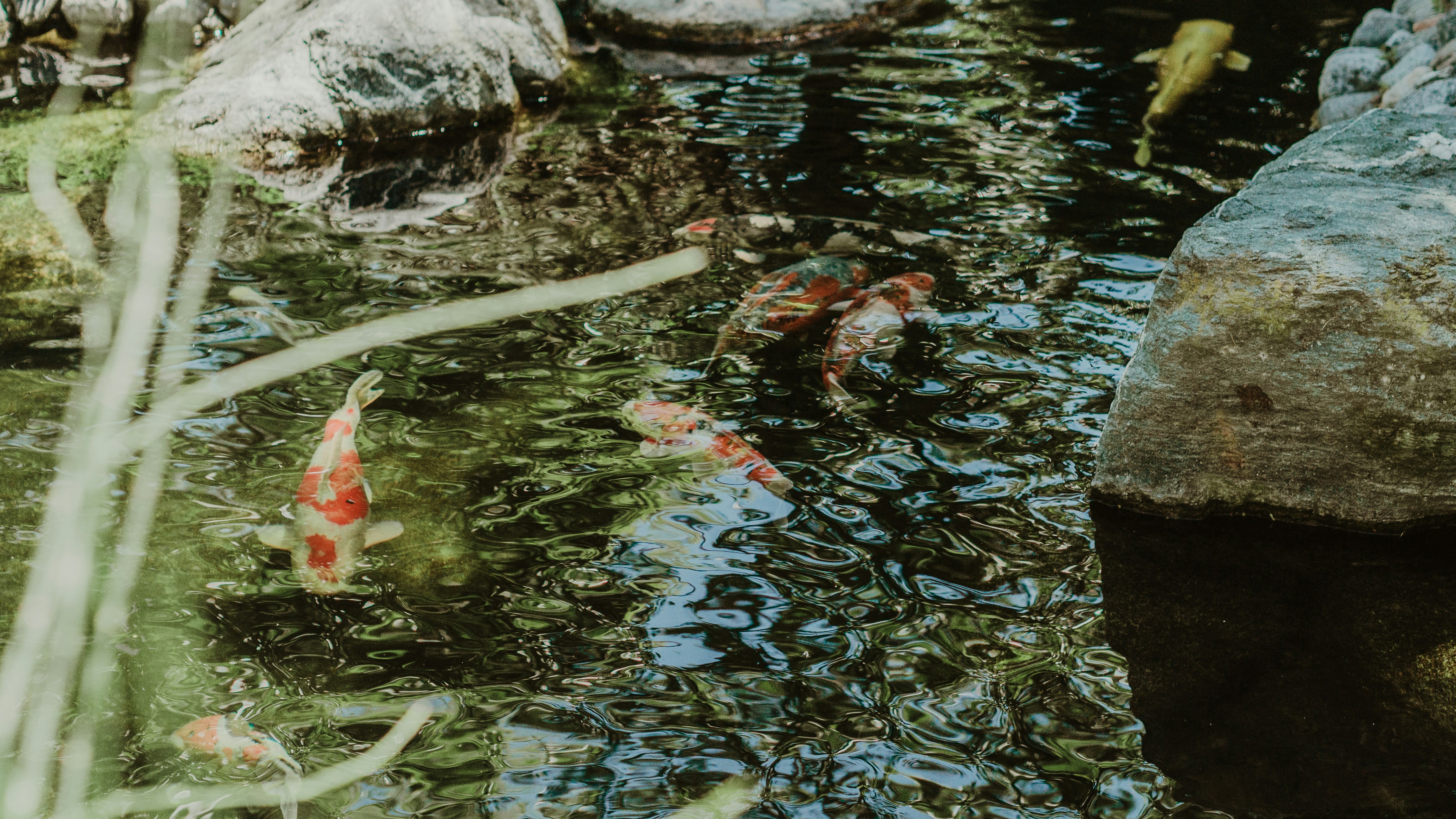 Photo by candegrapher