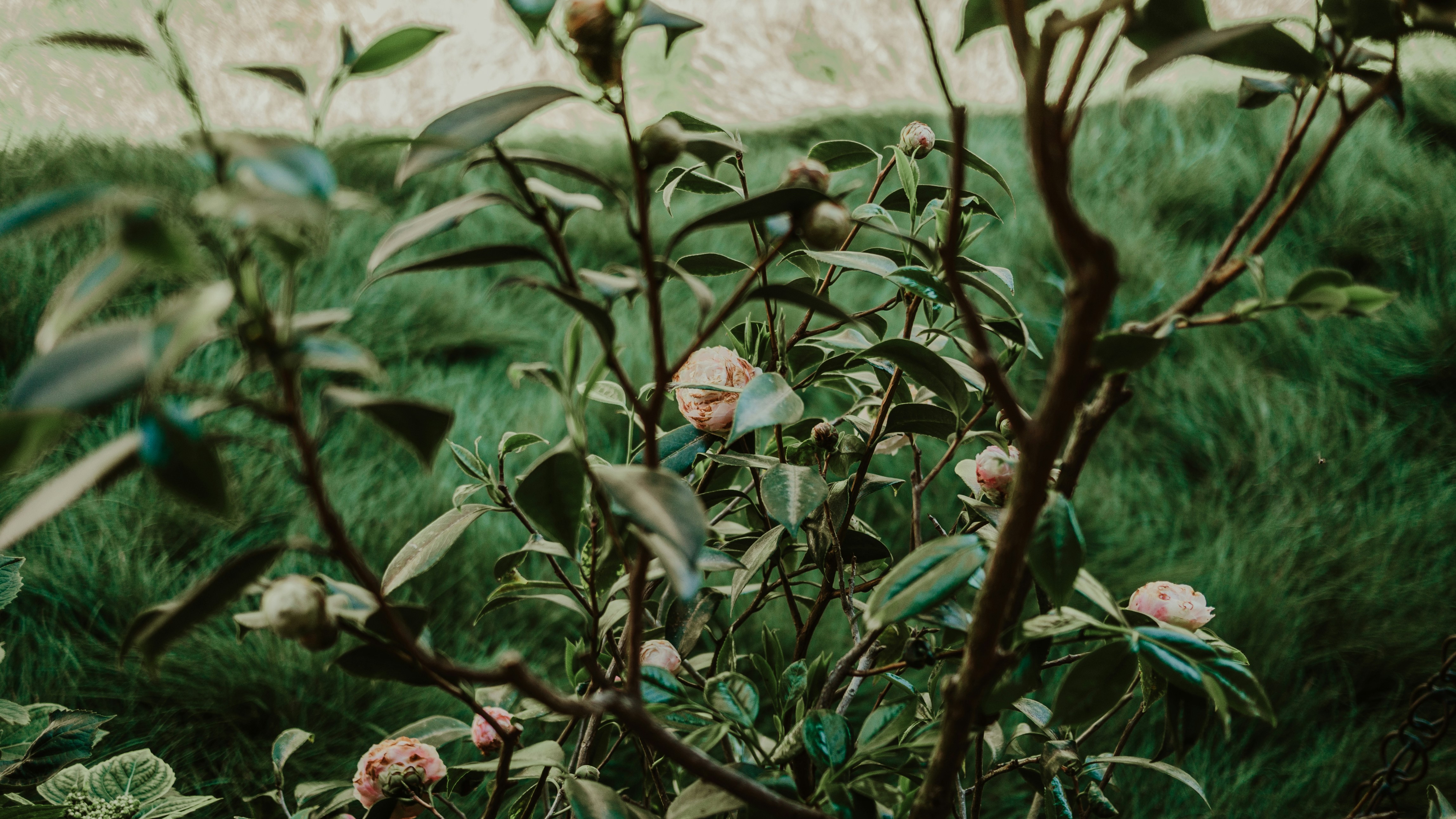 Photo by candegrapher