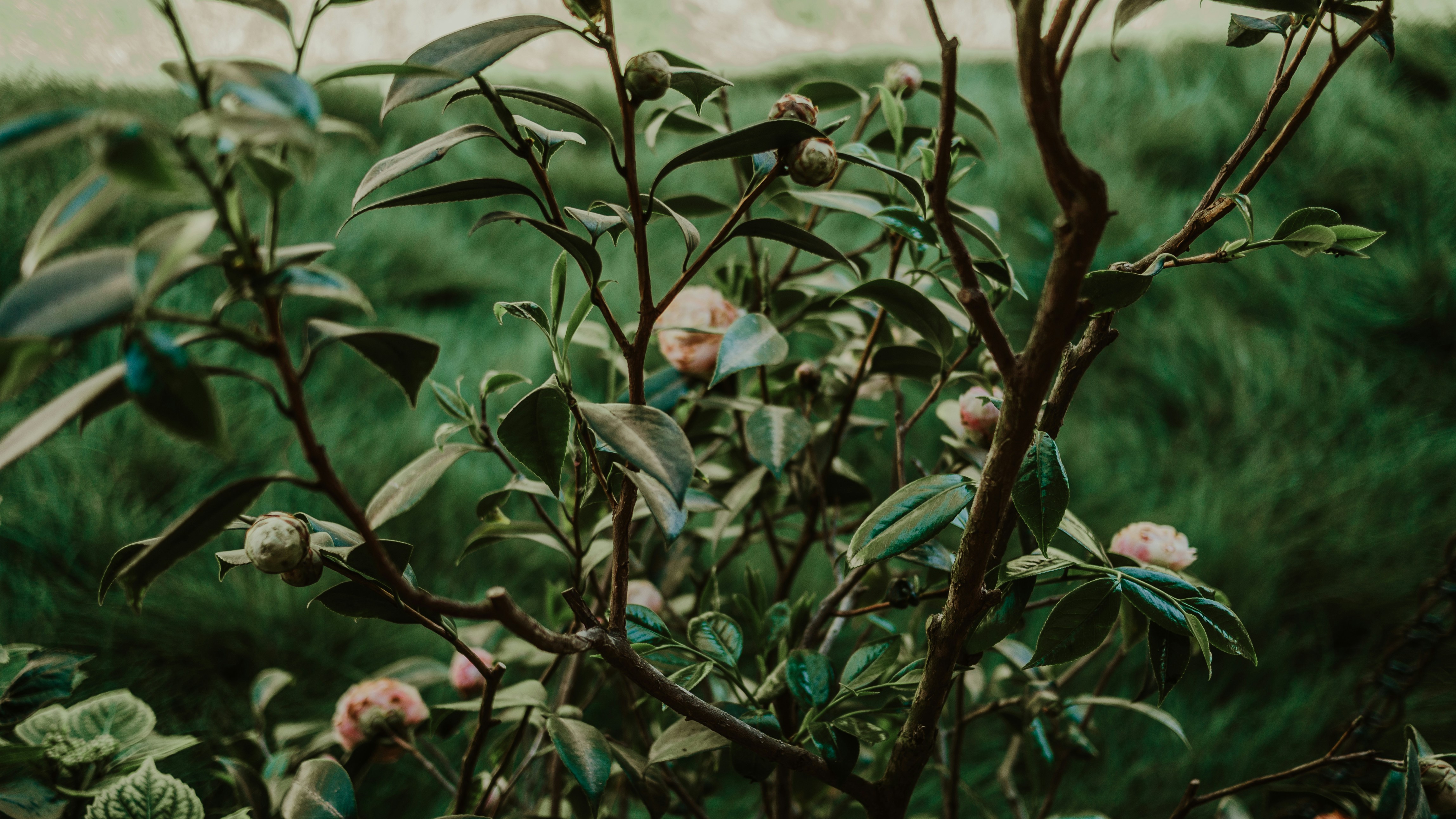 Branches and leaves with light pink blossoms.