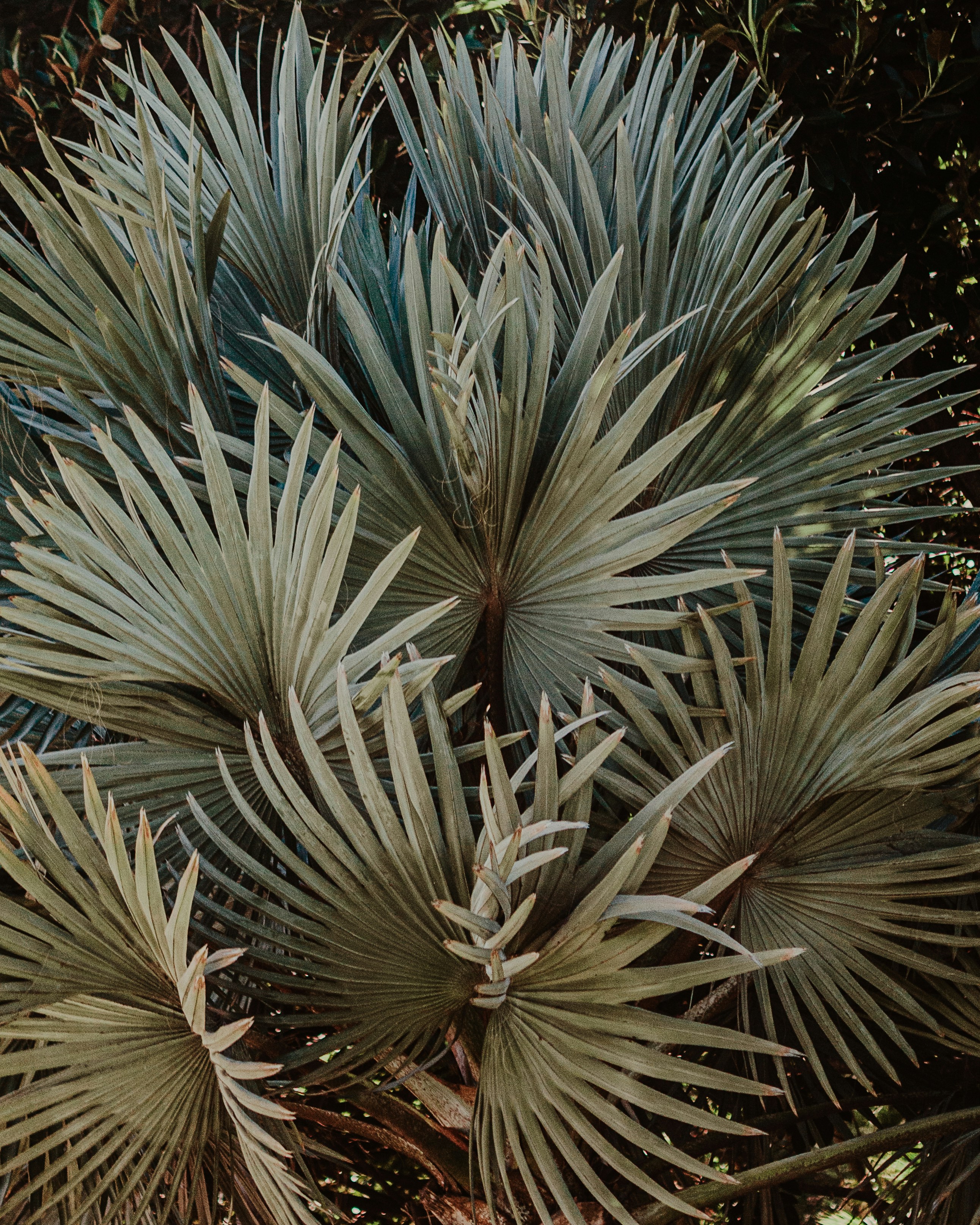 Photo by candegrapher