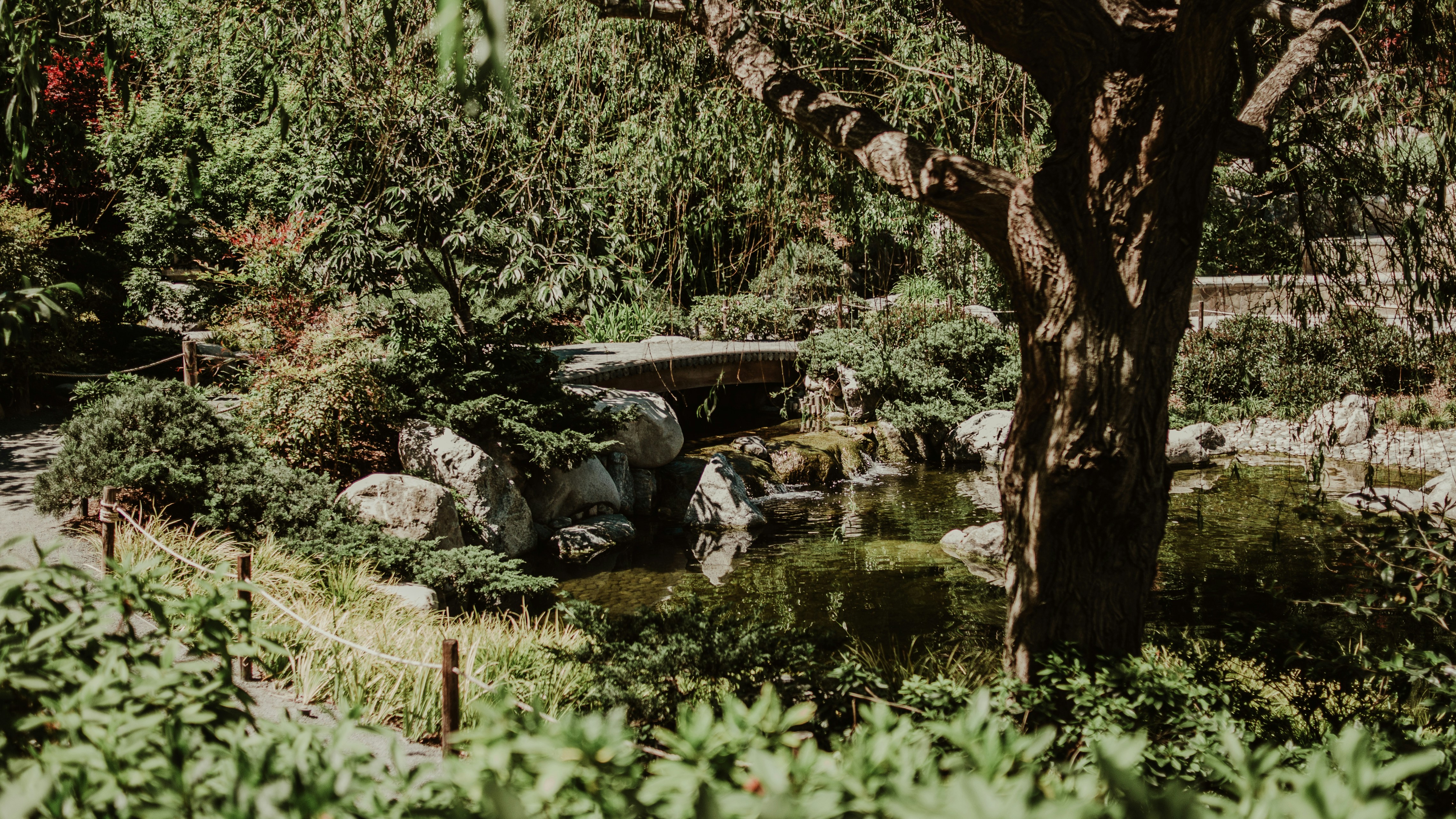 A tranquil garden with water and greenery.