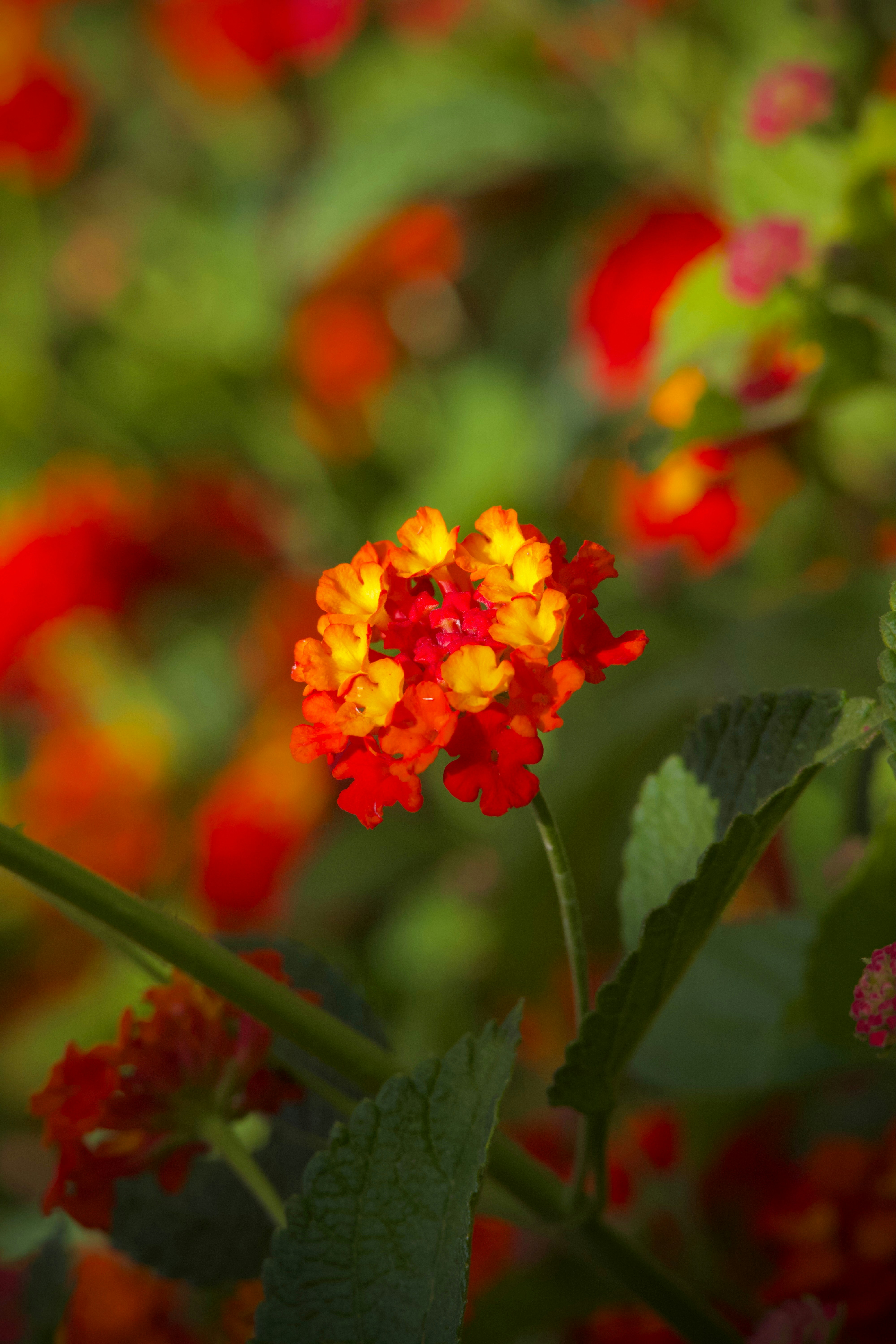 Photo by sarguninder