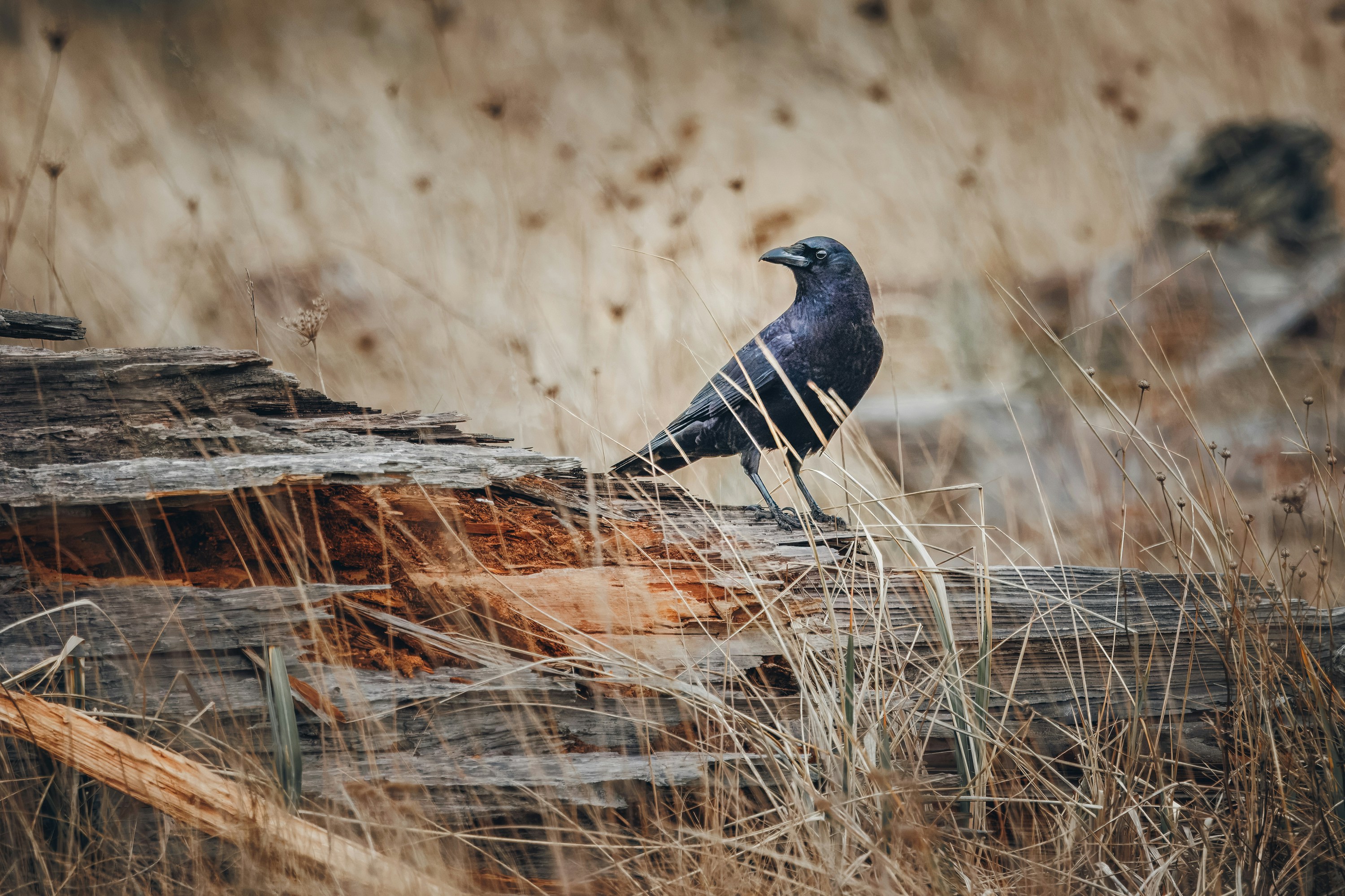 Photo by sailorgreg123