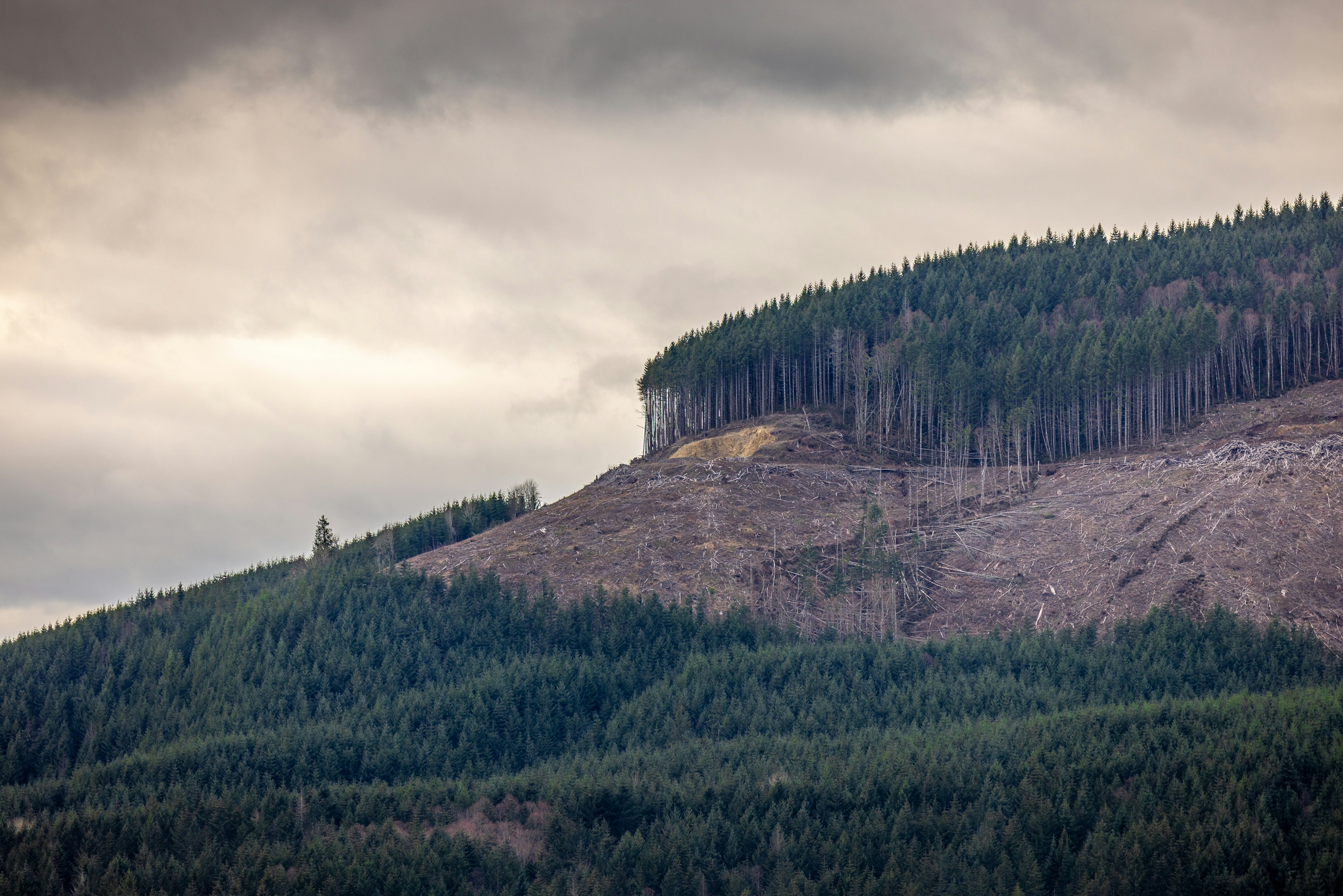 Deforestation on a hillside under a cloudy sky.