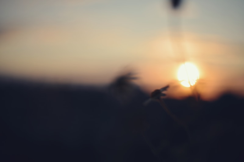 Sunset shines through the grass in a blurry scene.