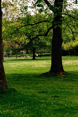 Peaceful park with green trees and grass in Millersburg Oregon