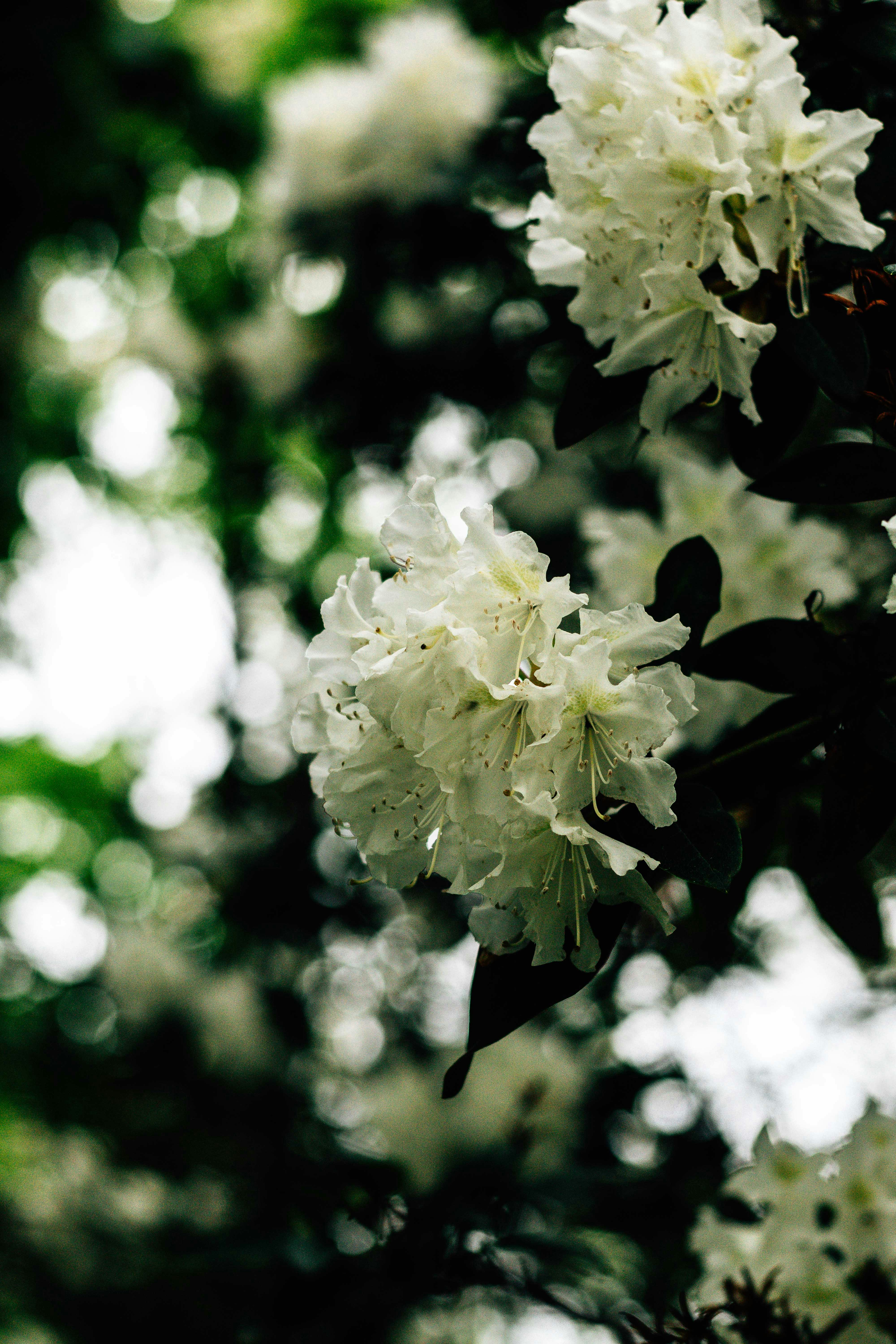 Photo by arlindphotography