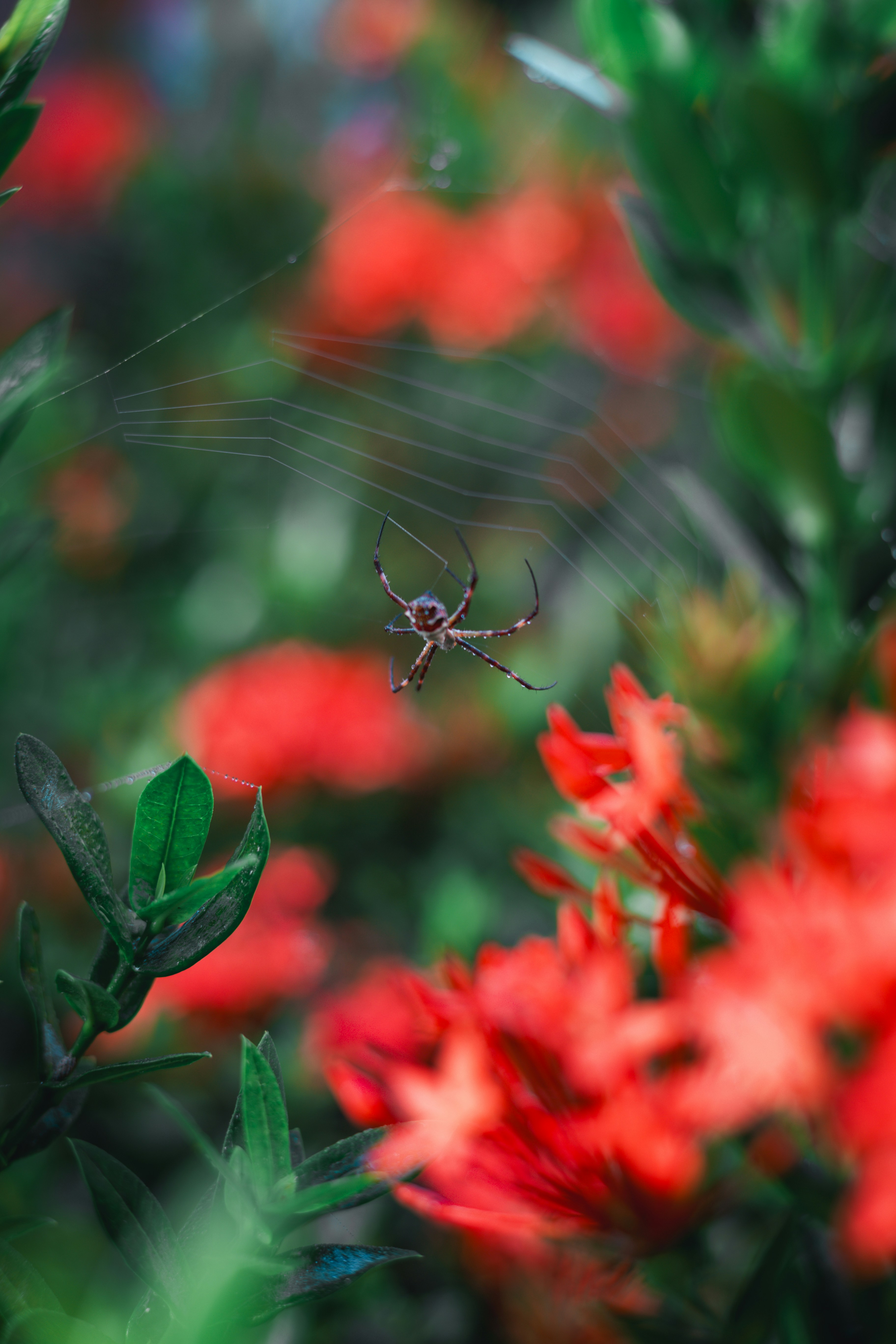 A spider hangs in its web amidst red flowers.