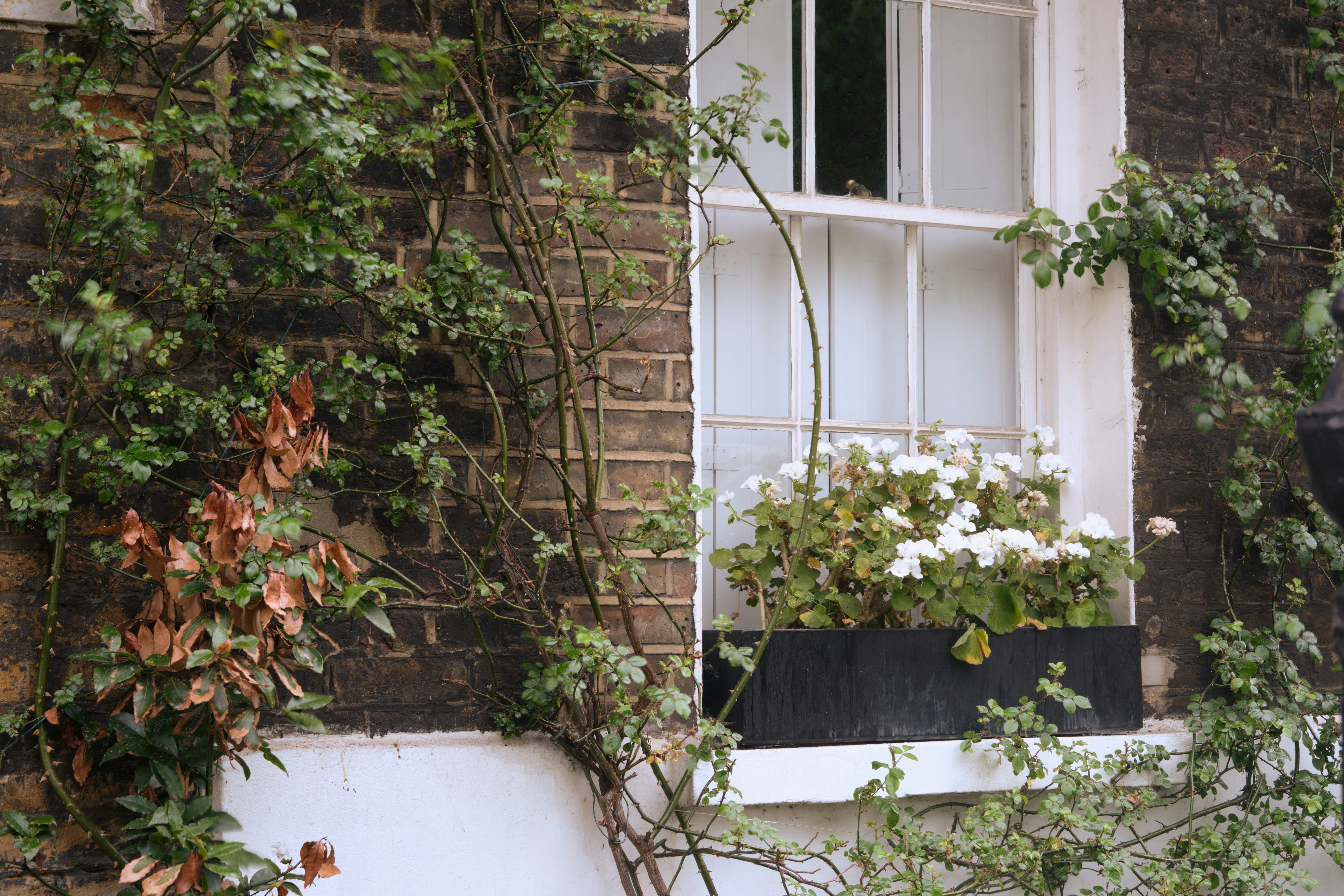 Photo by romanakash27