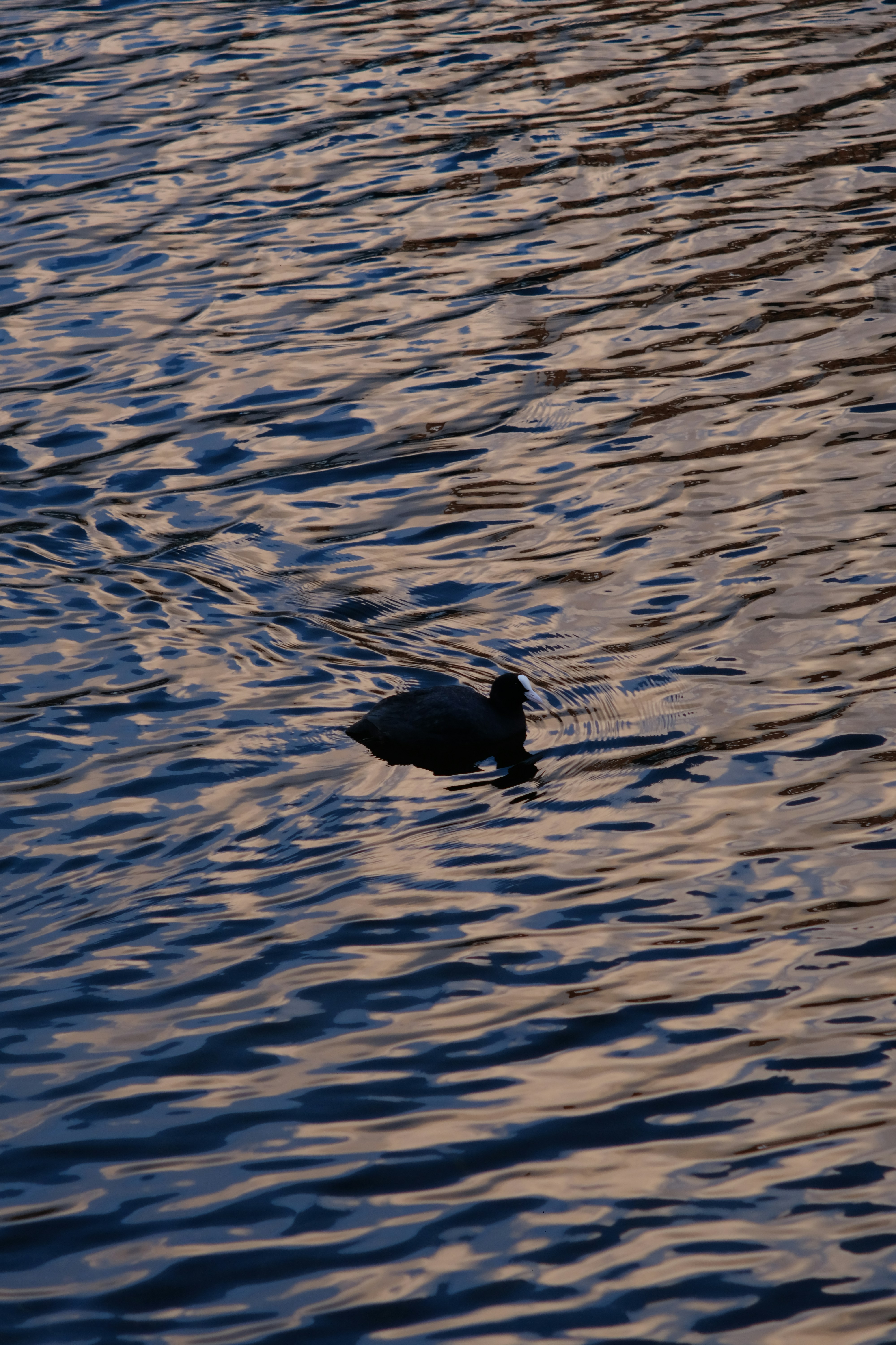 A bird swims on rippled water.