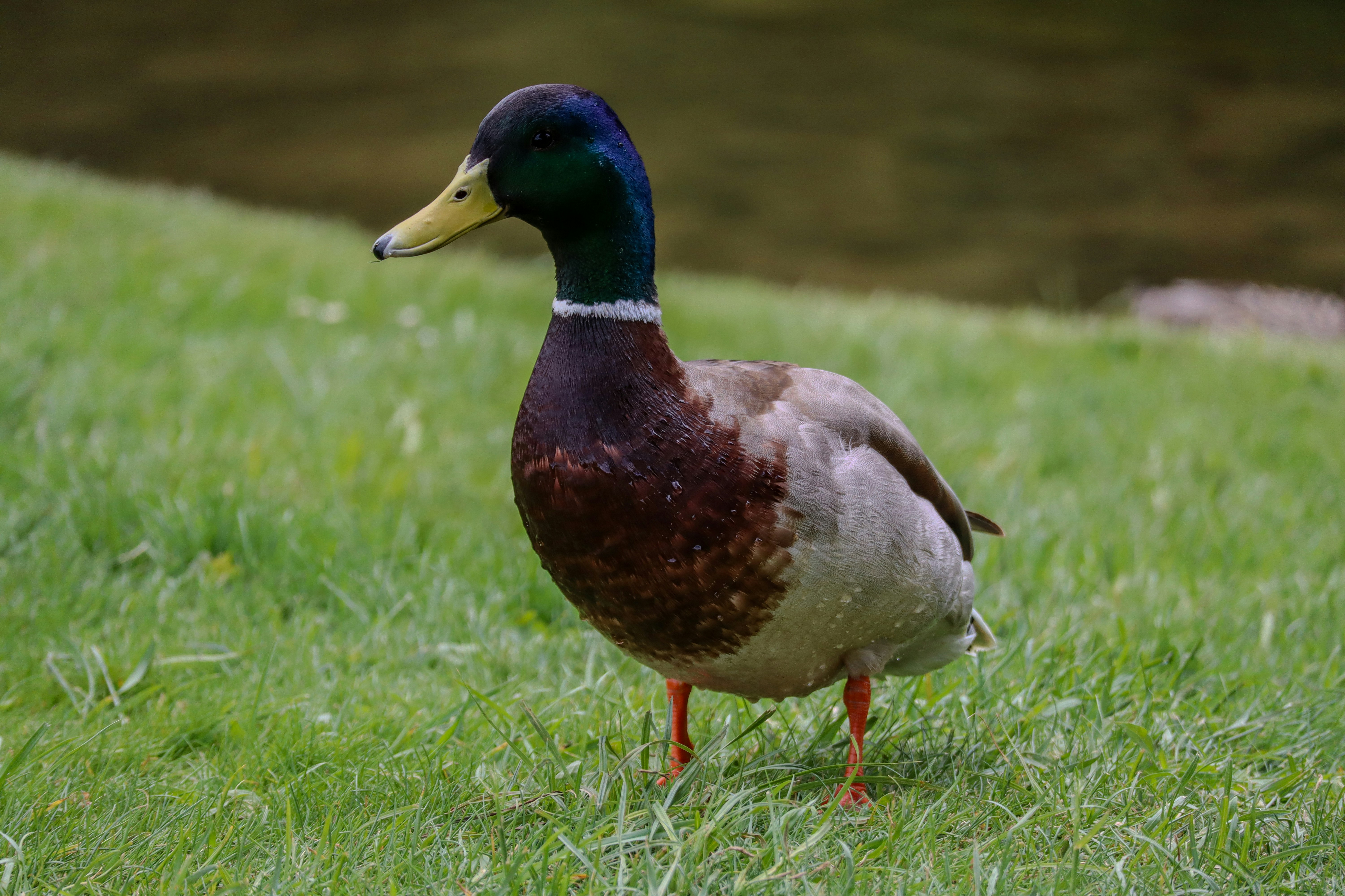 Photo by wendell_adriel