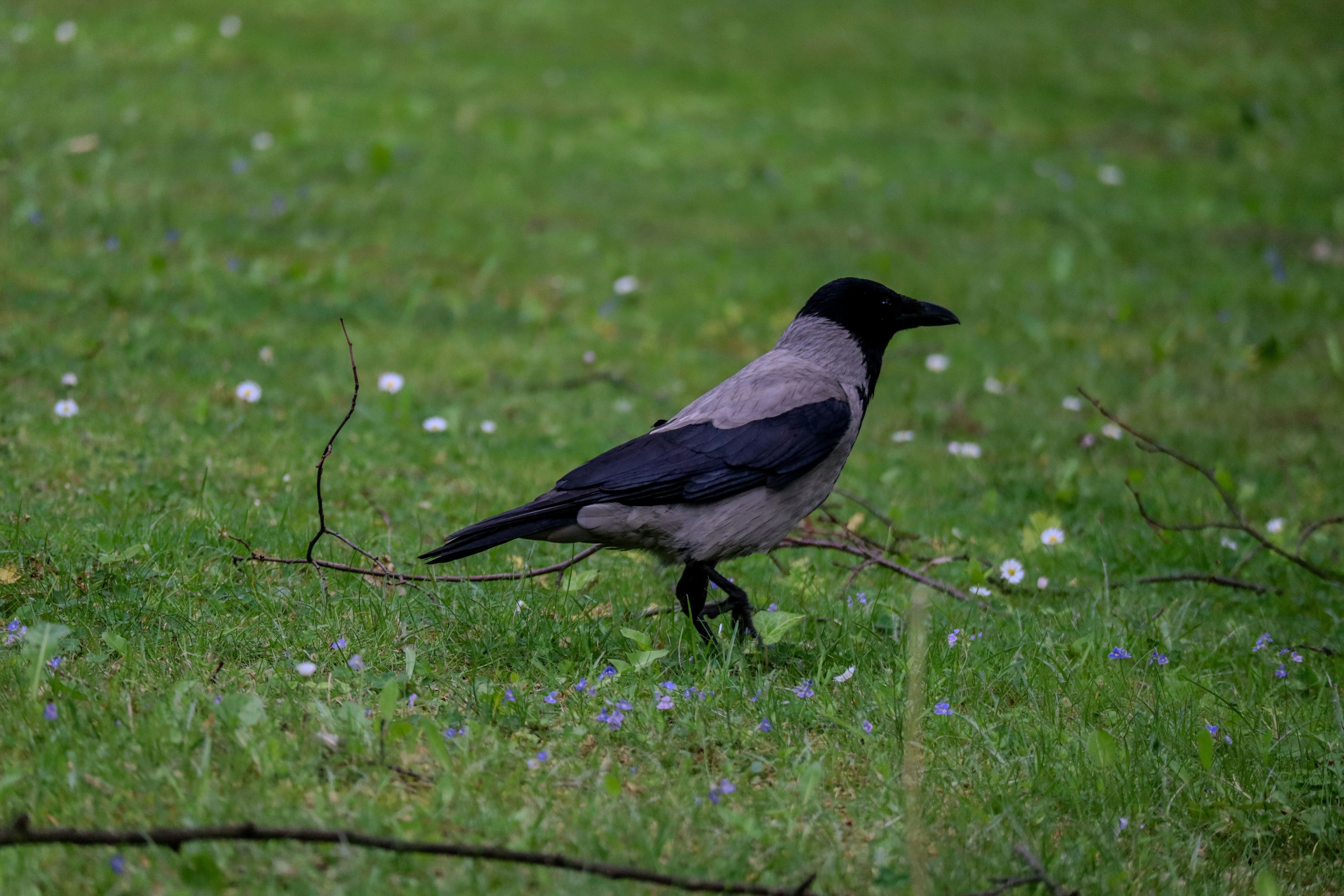 Photo by wendell_adriel