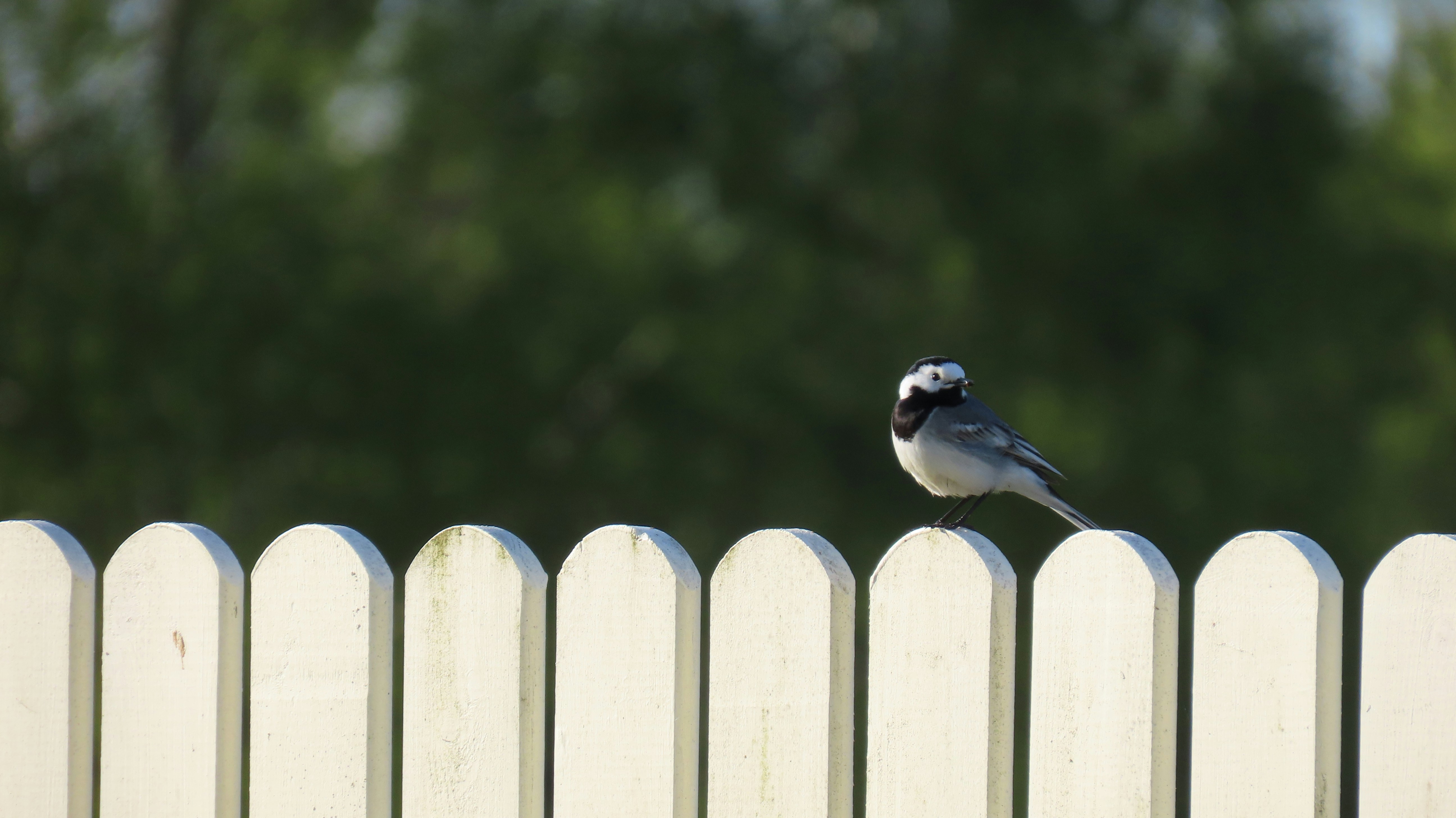 A bird perches on a white fence.
