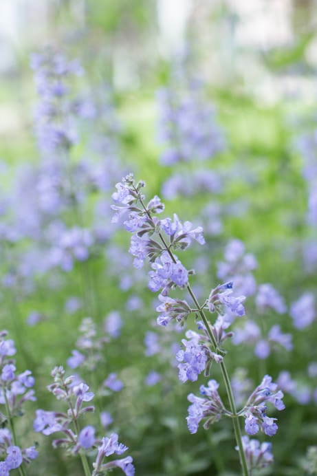 Purple flowers blooming in a blurred garden.