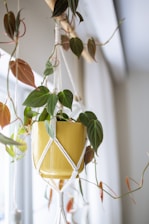 A hanging plant in a yellow pot by a window.
