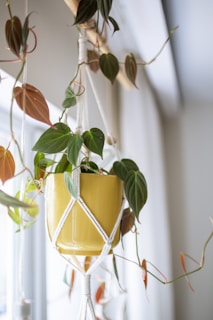 A hanging plant in a yellow pot by a window.