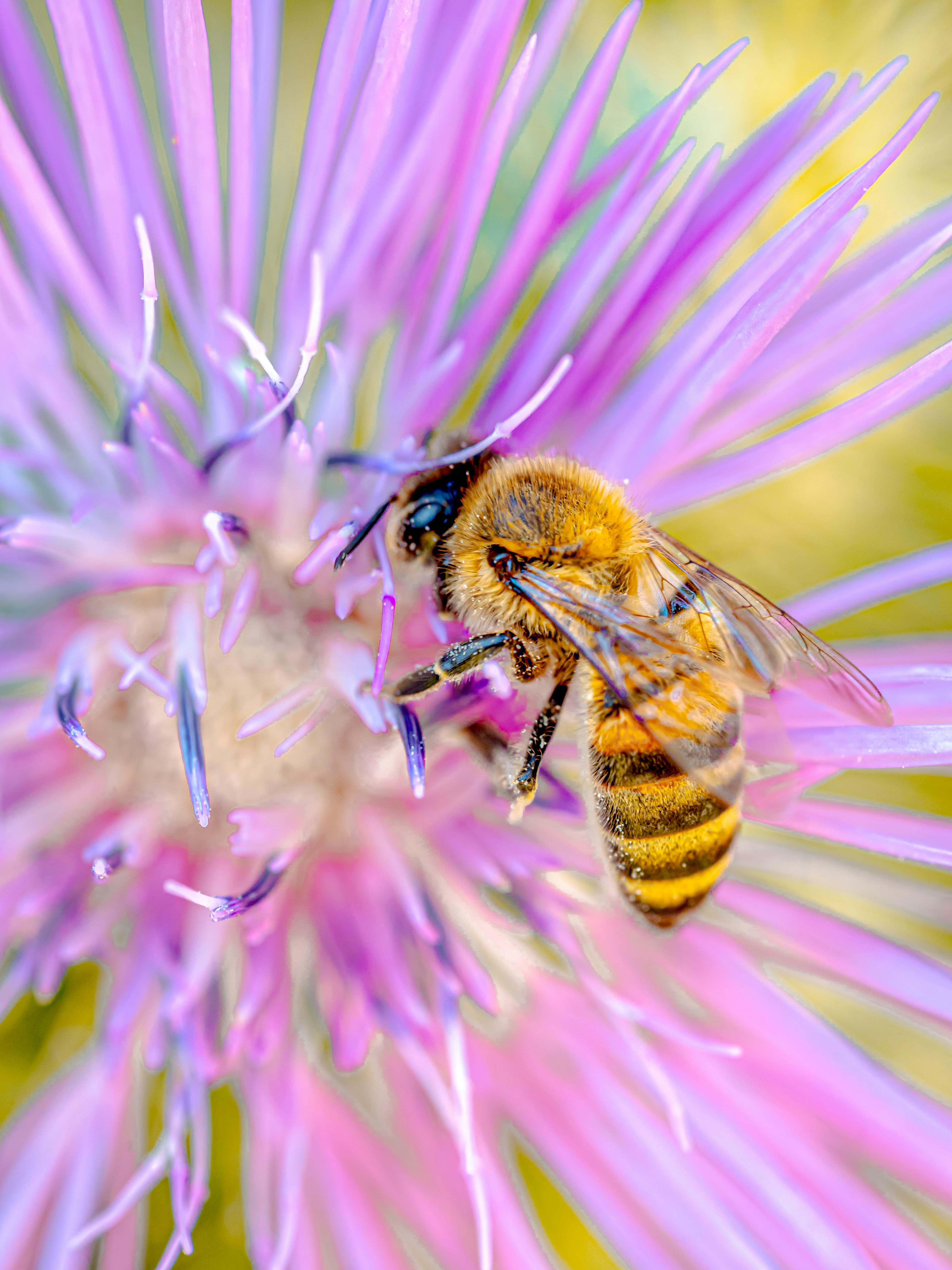 A bee collects nectar from a purple flower.