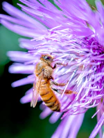 A bee collects pollen from a purple flower.