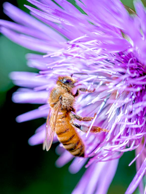 A bee collects pollen from a purple flower.