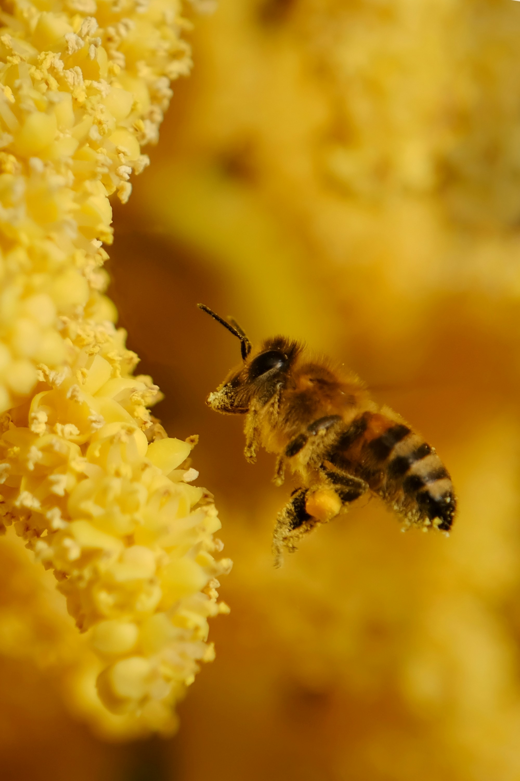 A bee flies near some yellow flowers.