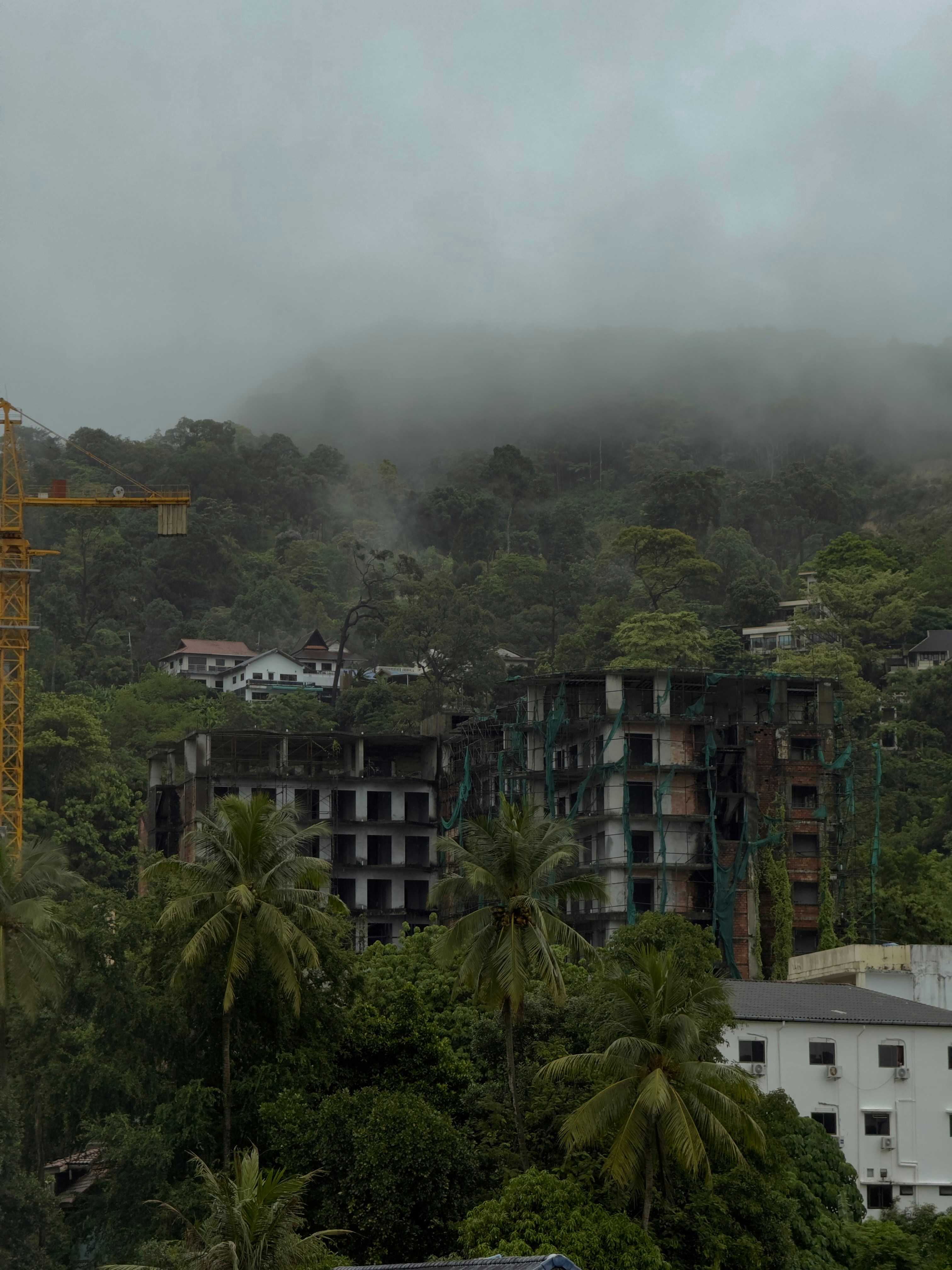 Abandoned buildings amidst lush, green foliage.