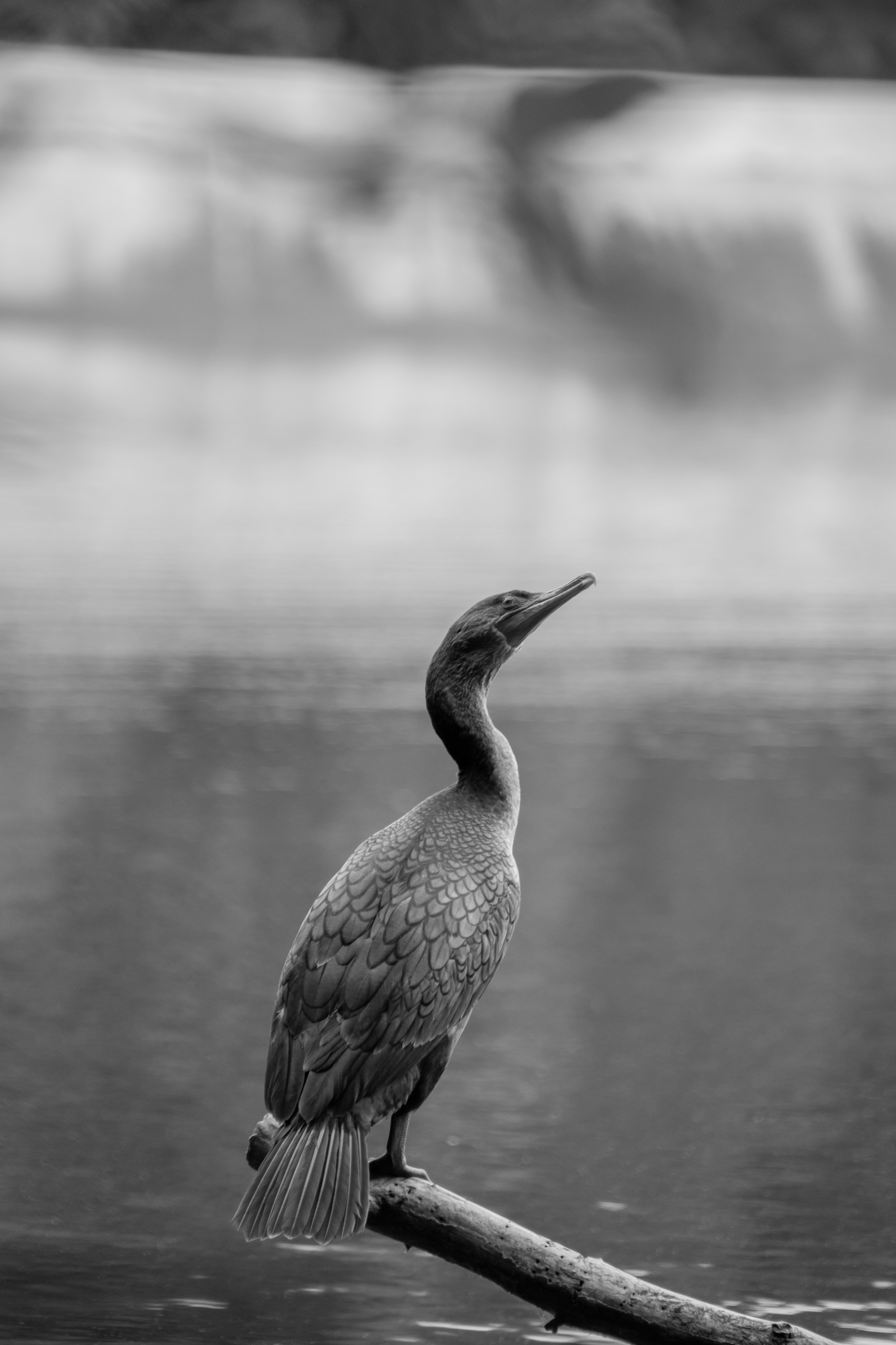 Photo by attaliehart