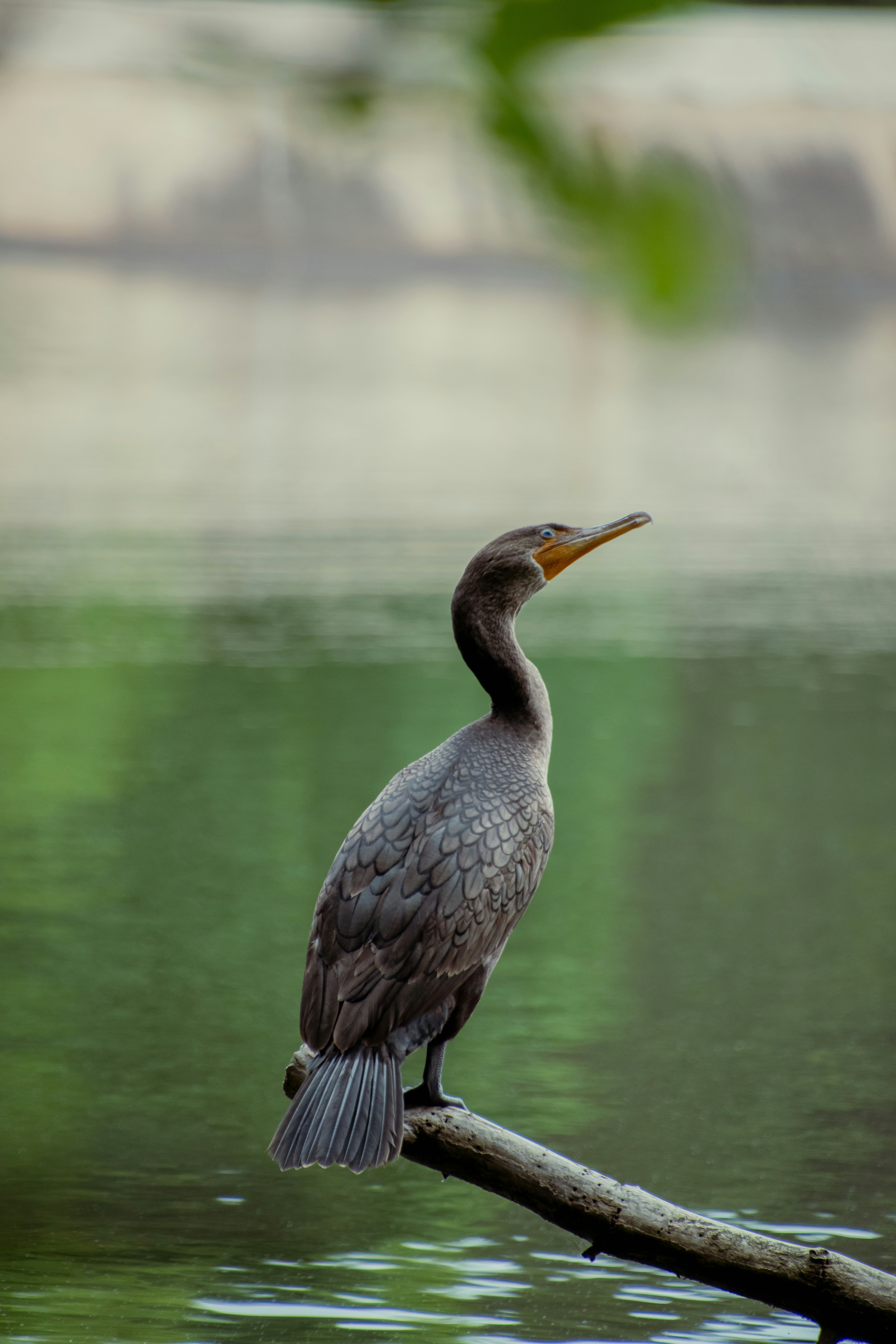 Photo by attaliehart