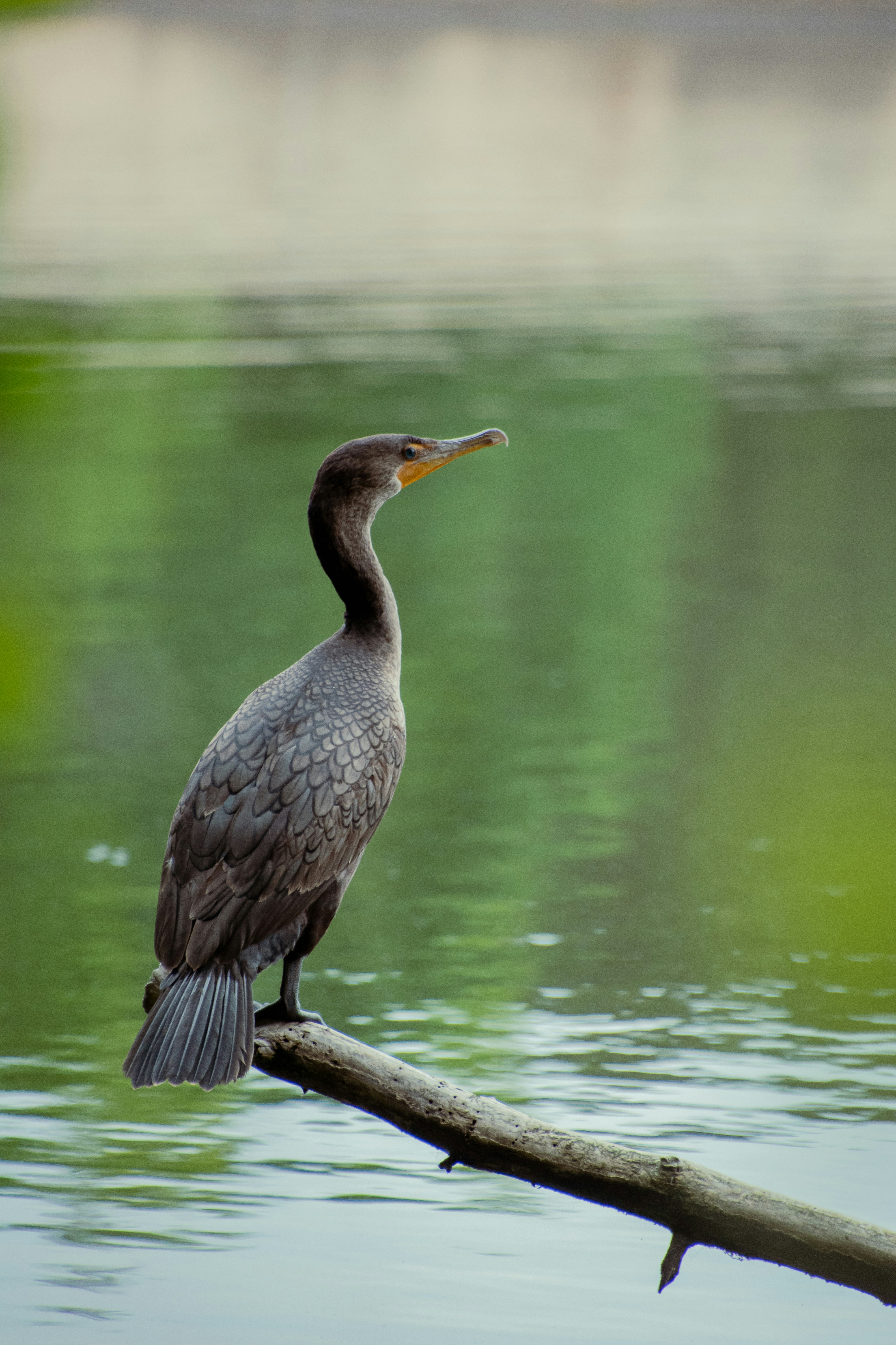 Photo by attaliehart