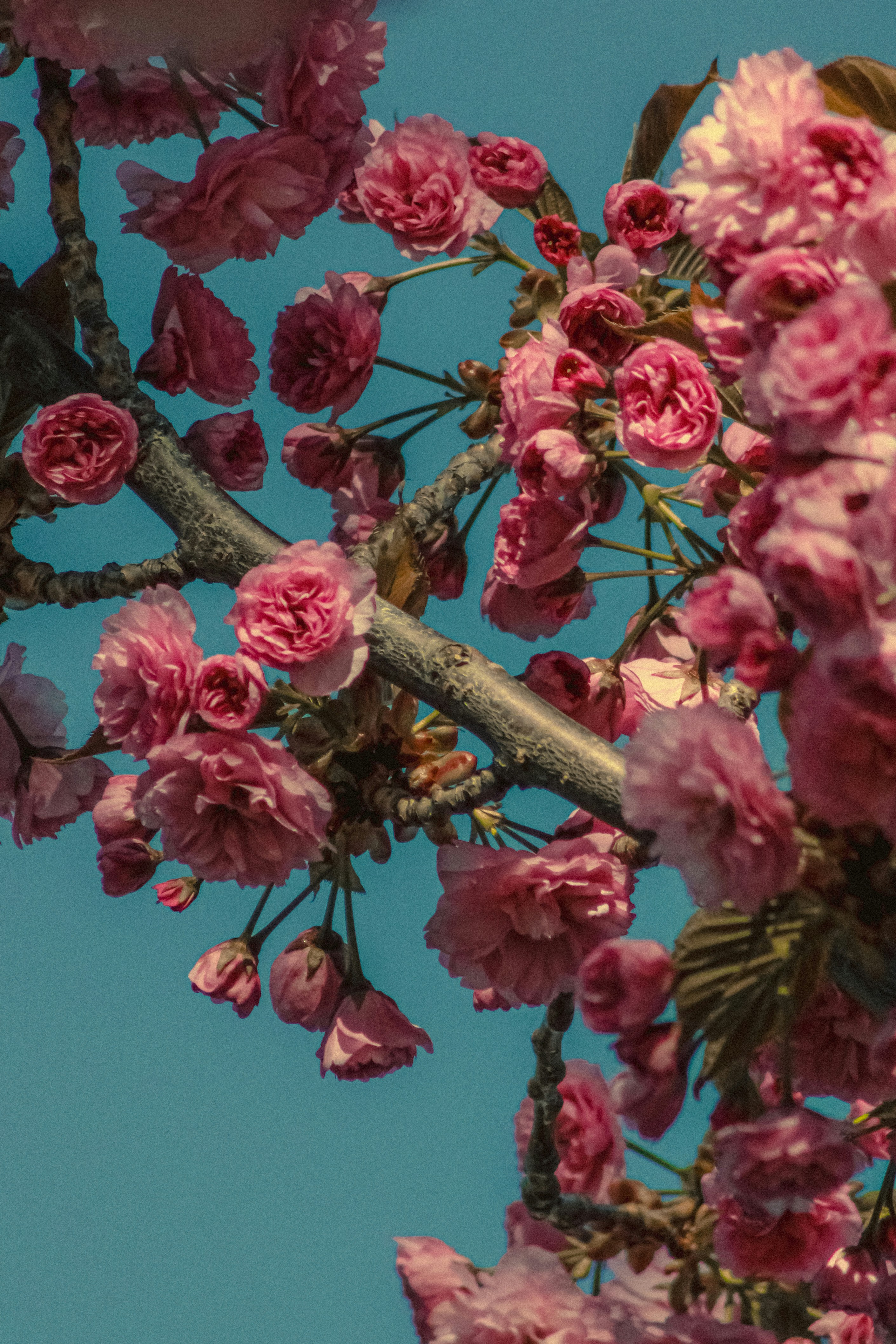 Photo by linusbelanger