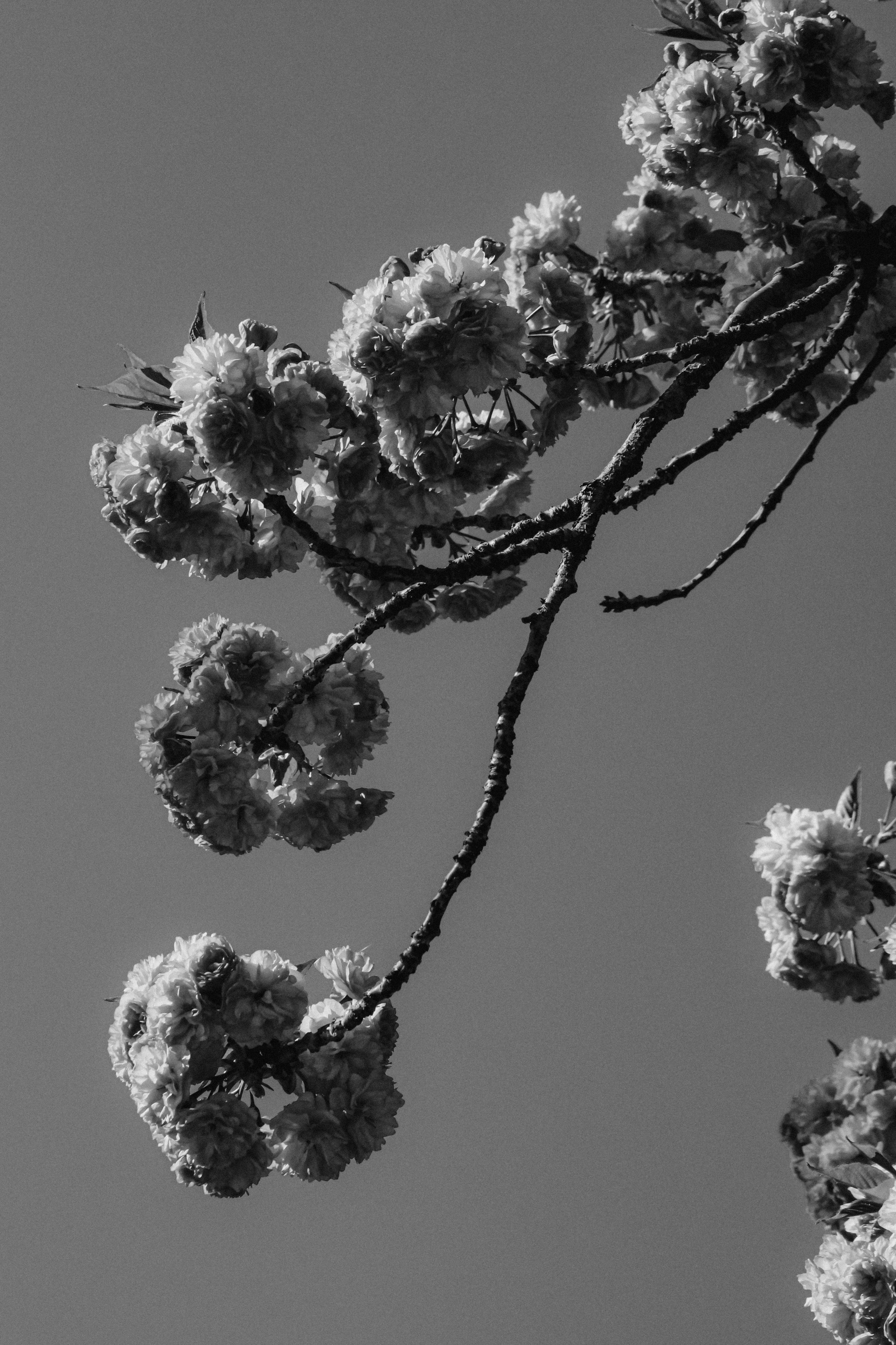 Photo by linusbelanger