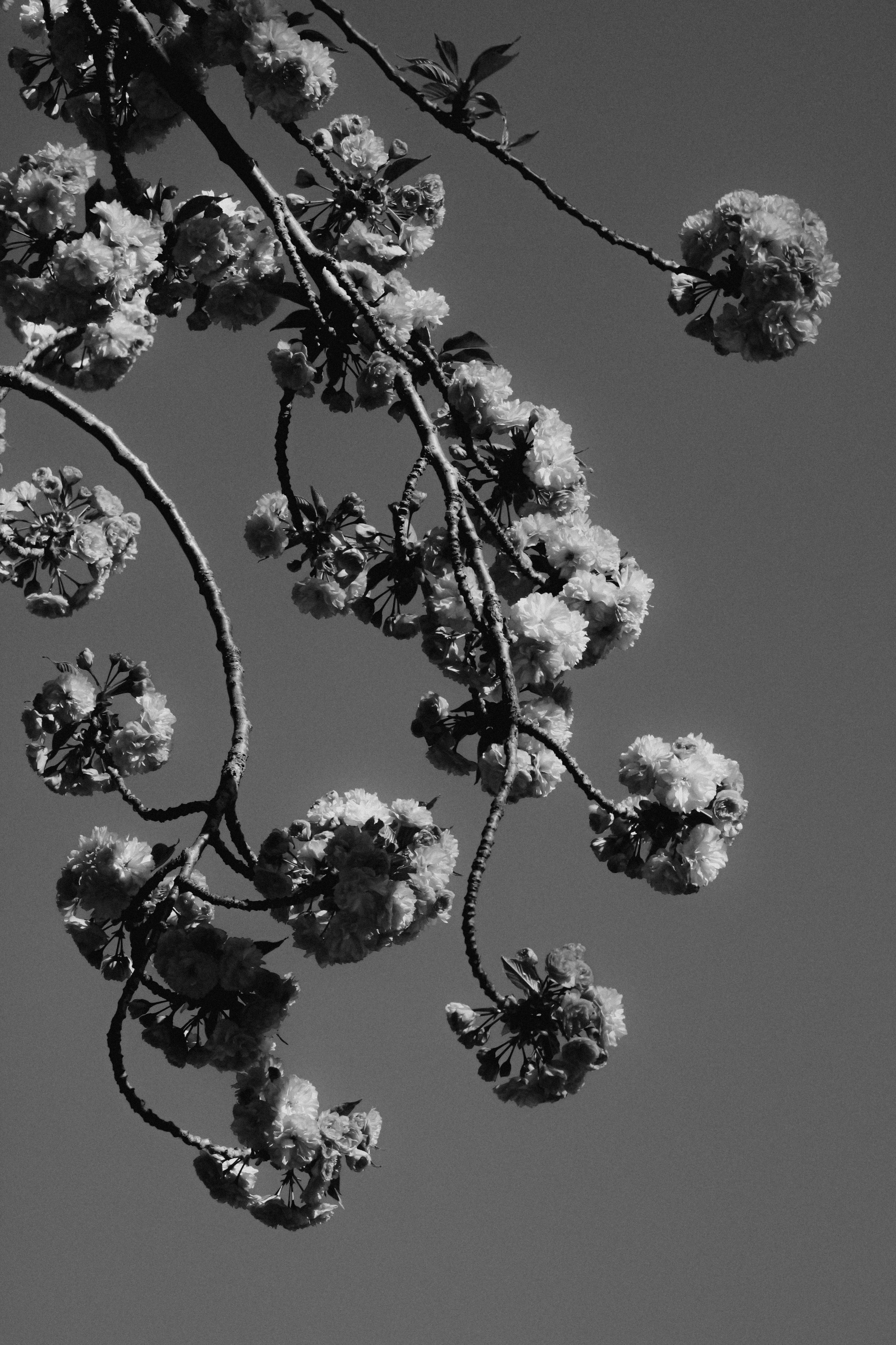 Photo by linusbelanger