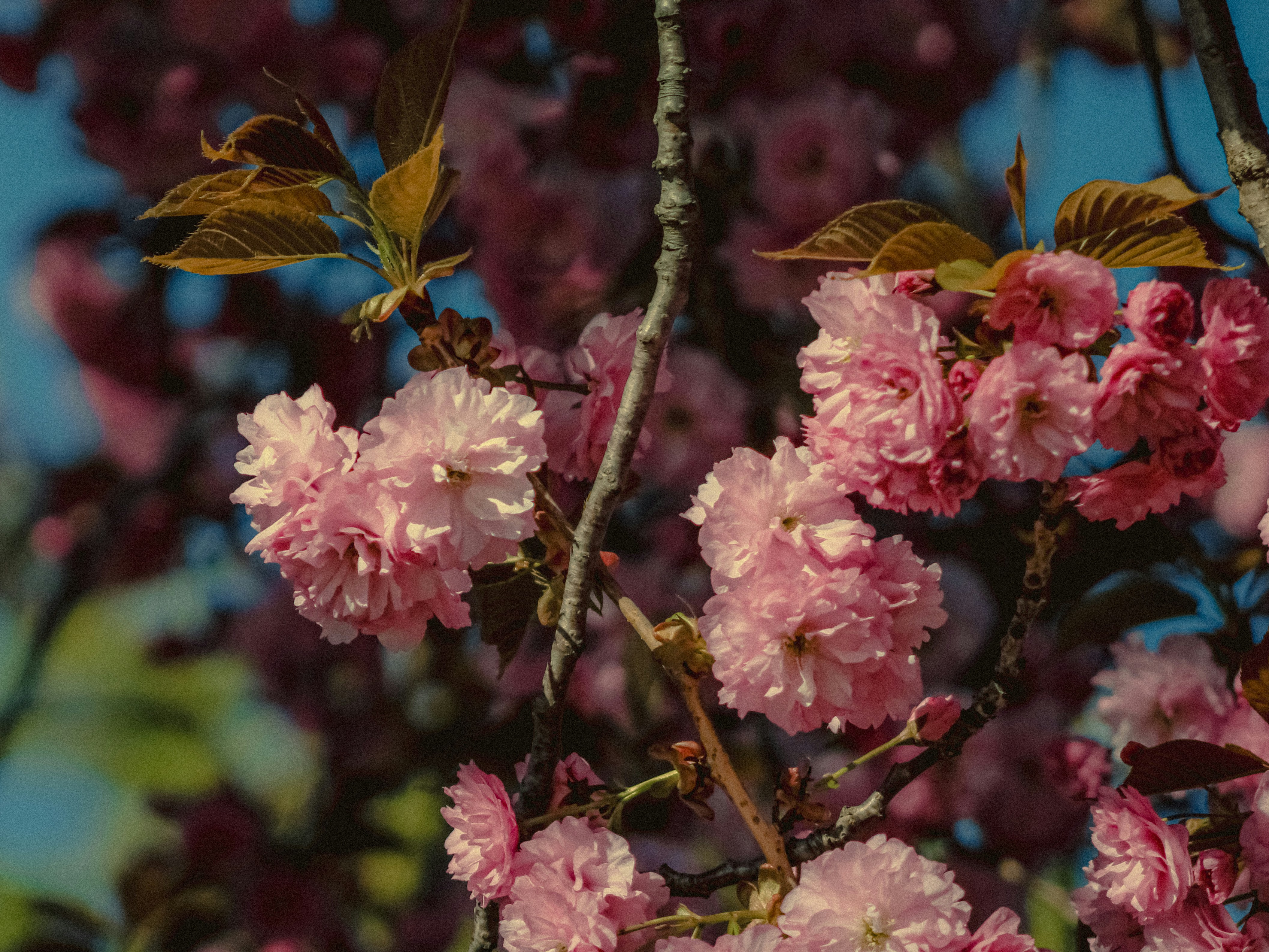 Photo by linusbelanger