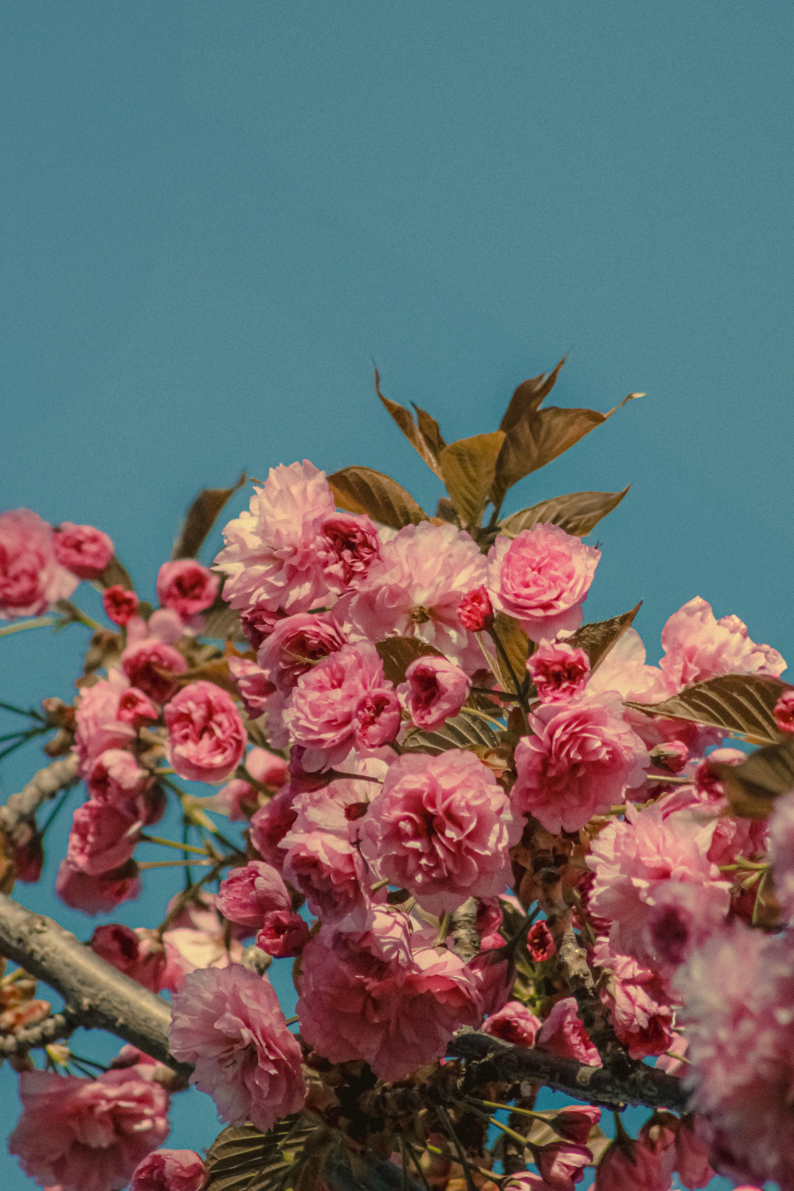 Photo by linusbelanger