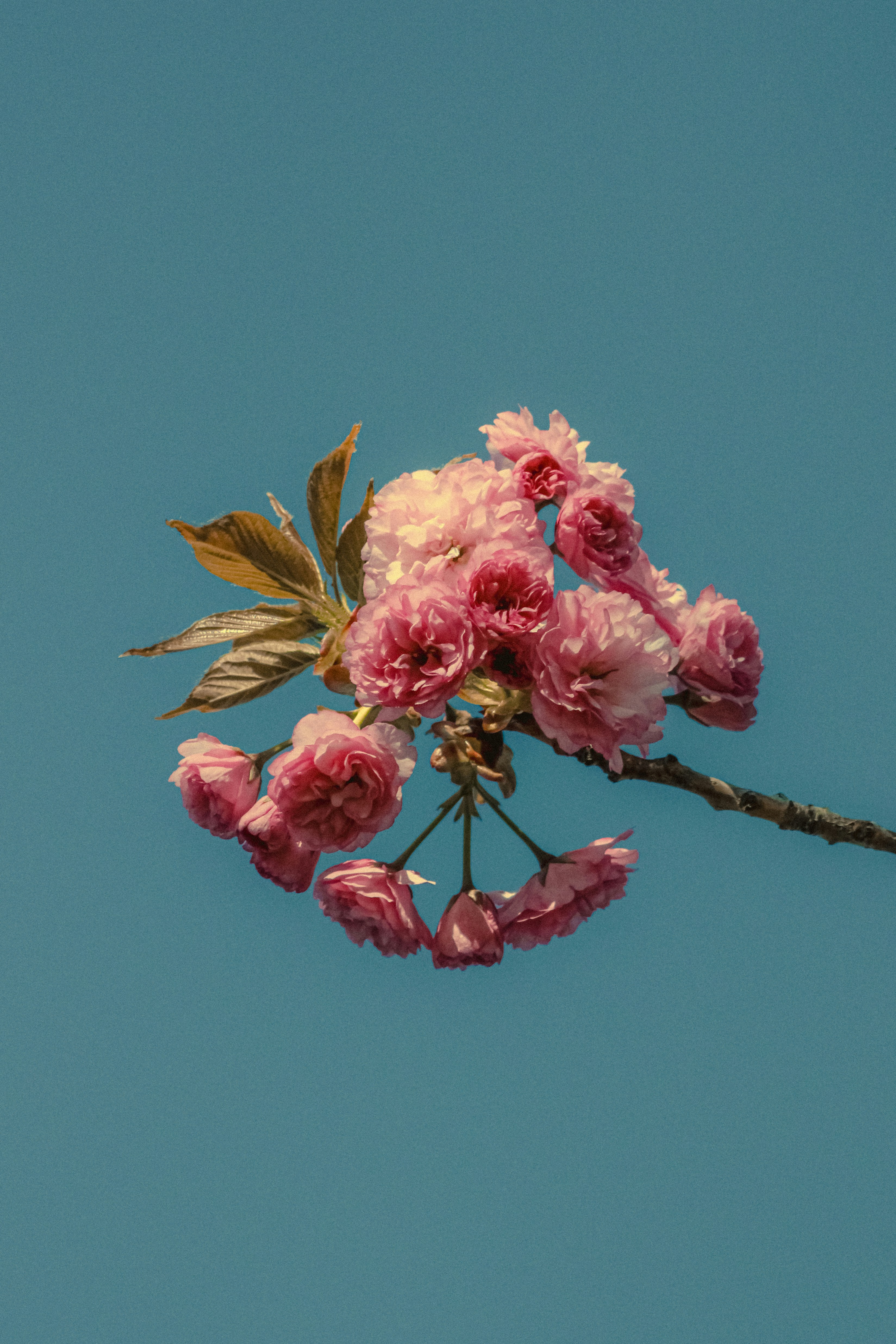 Photo by linusbelanger