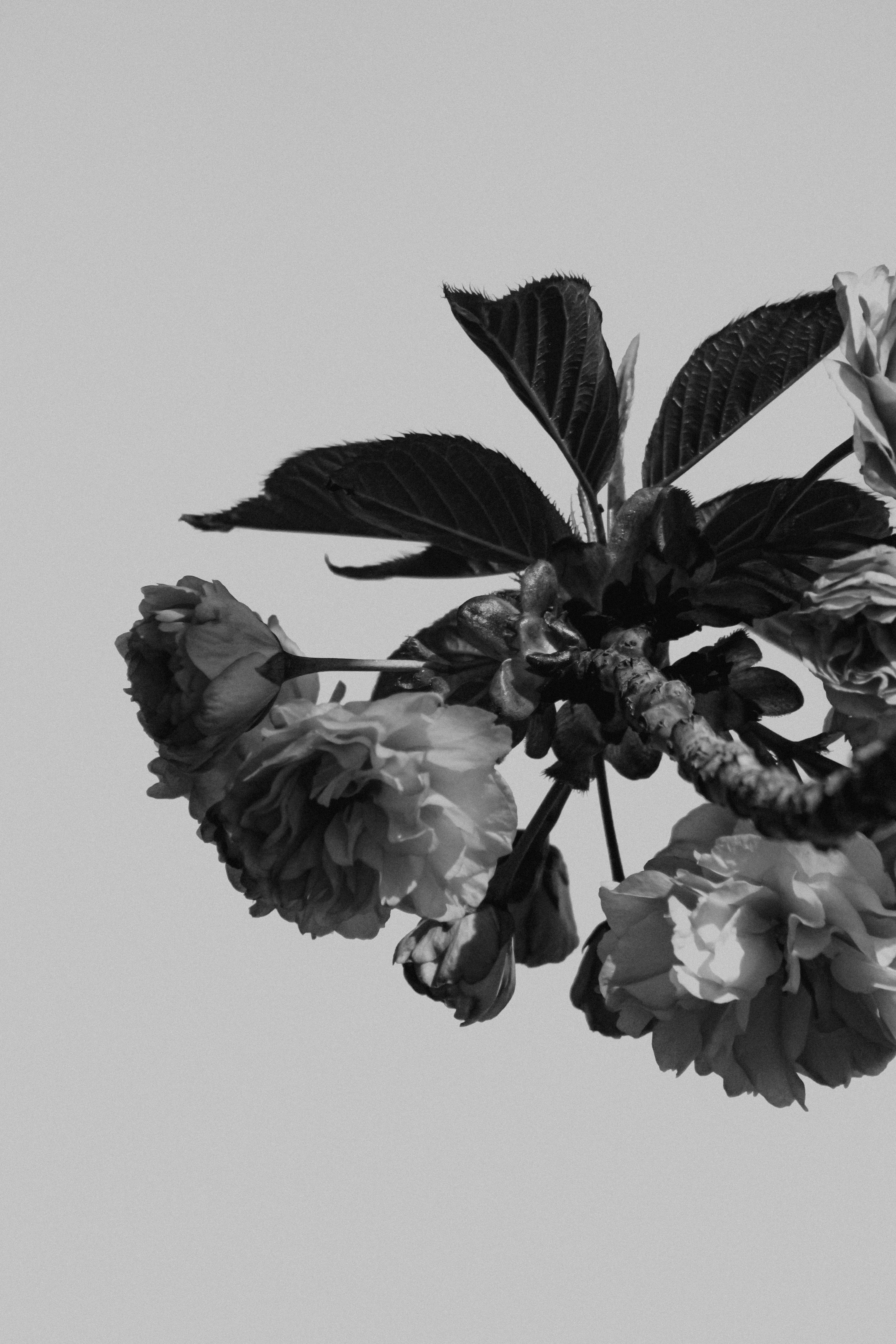 Photo by linusbelanger