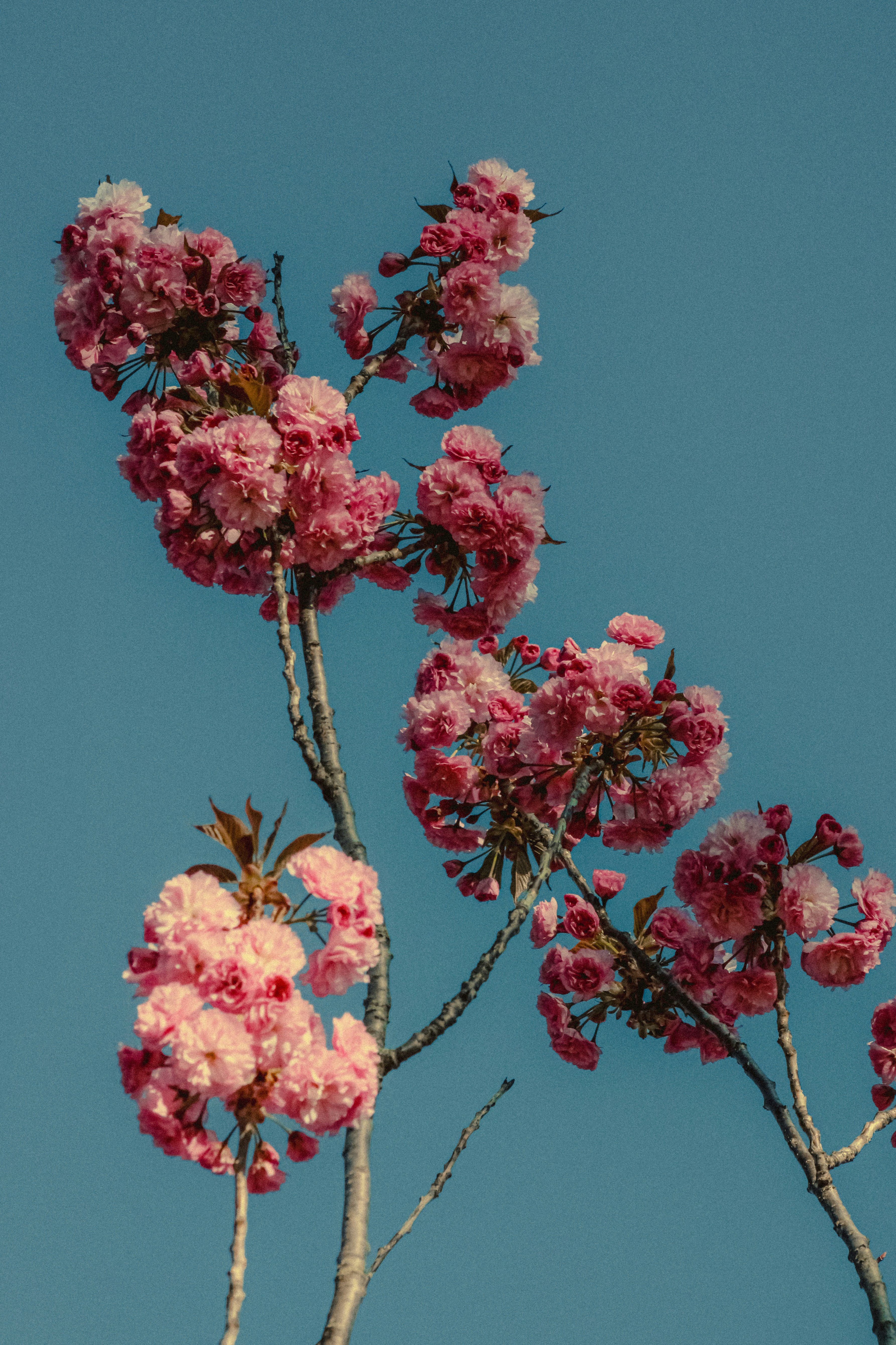 Photo by linusbelanger