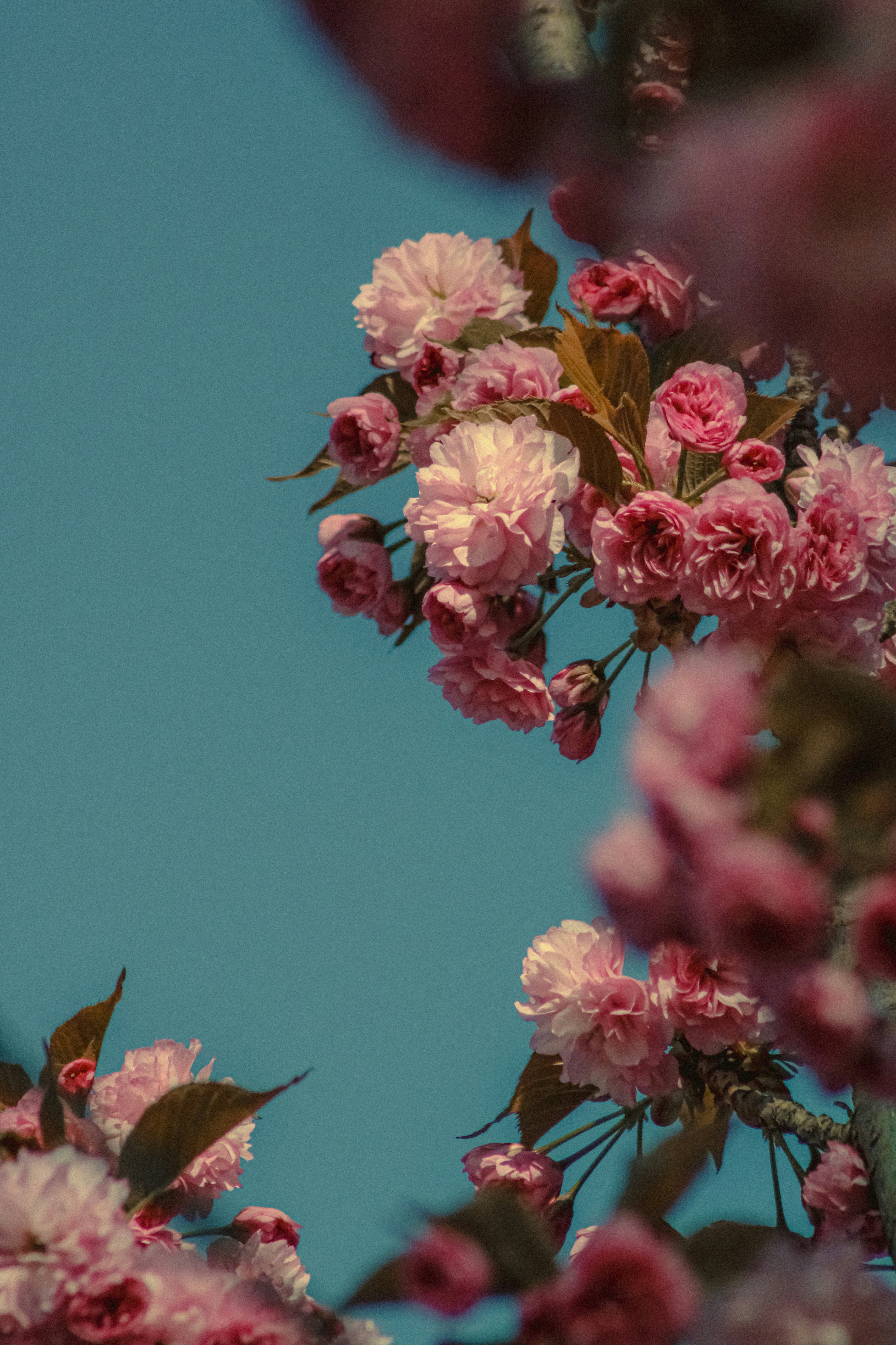 Photo by linusbelanger