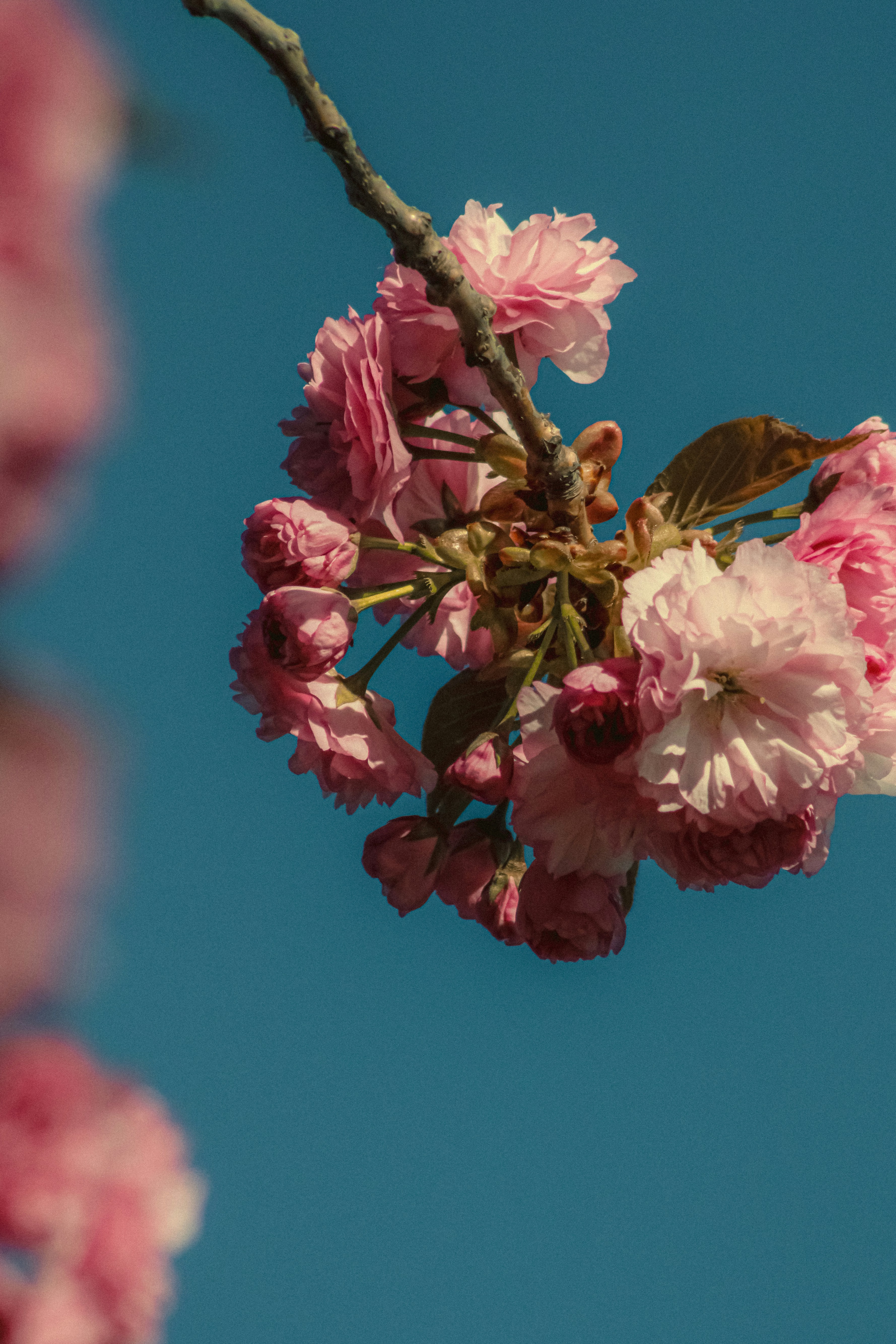 Photo by linusbelanger