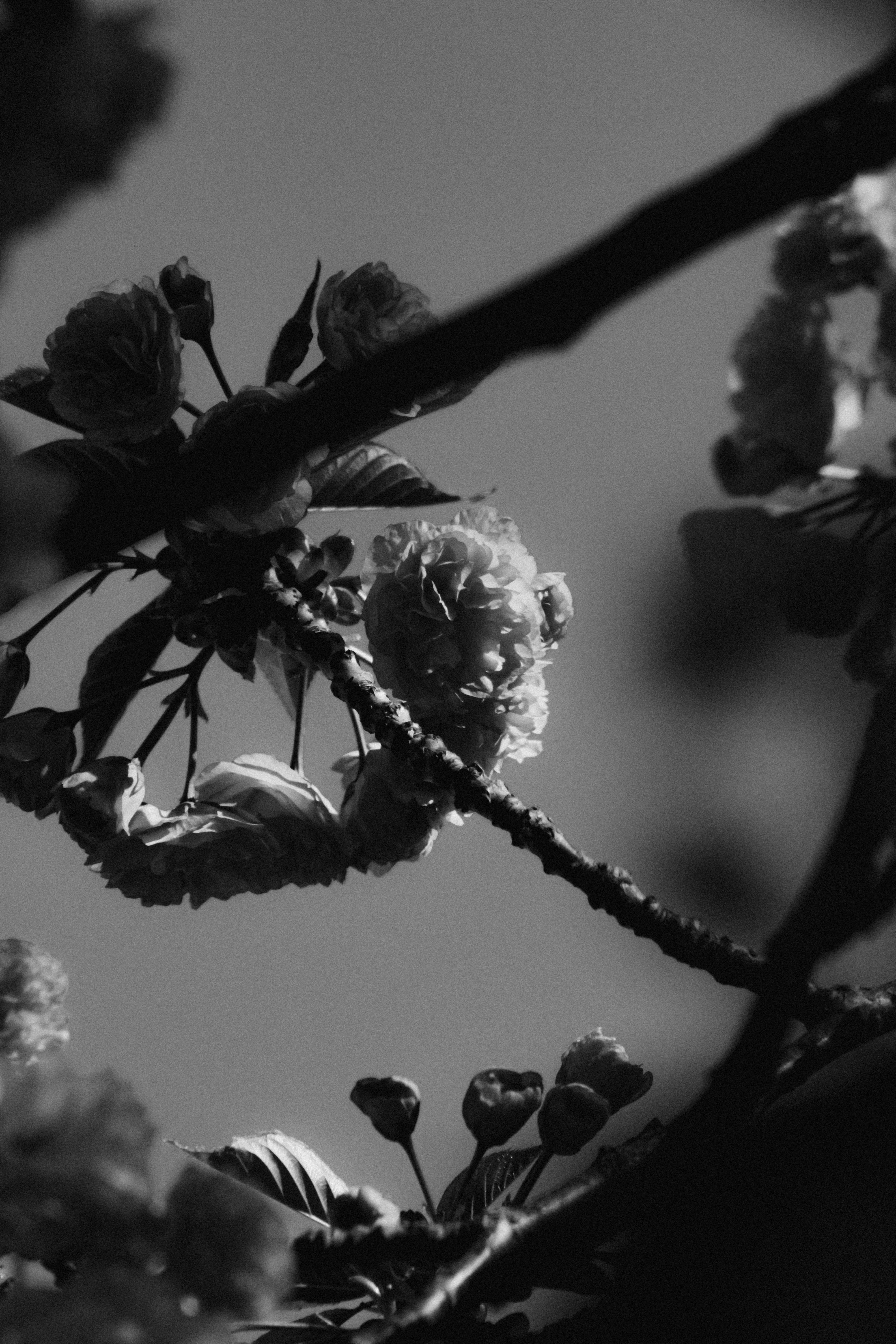 Photo by linusbelanger