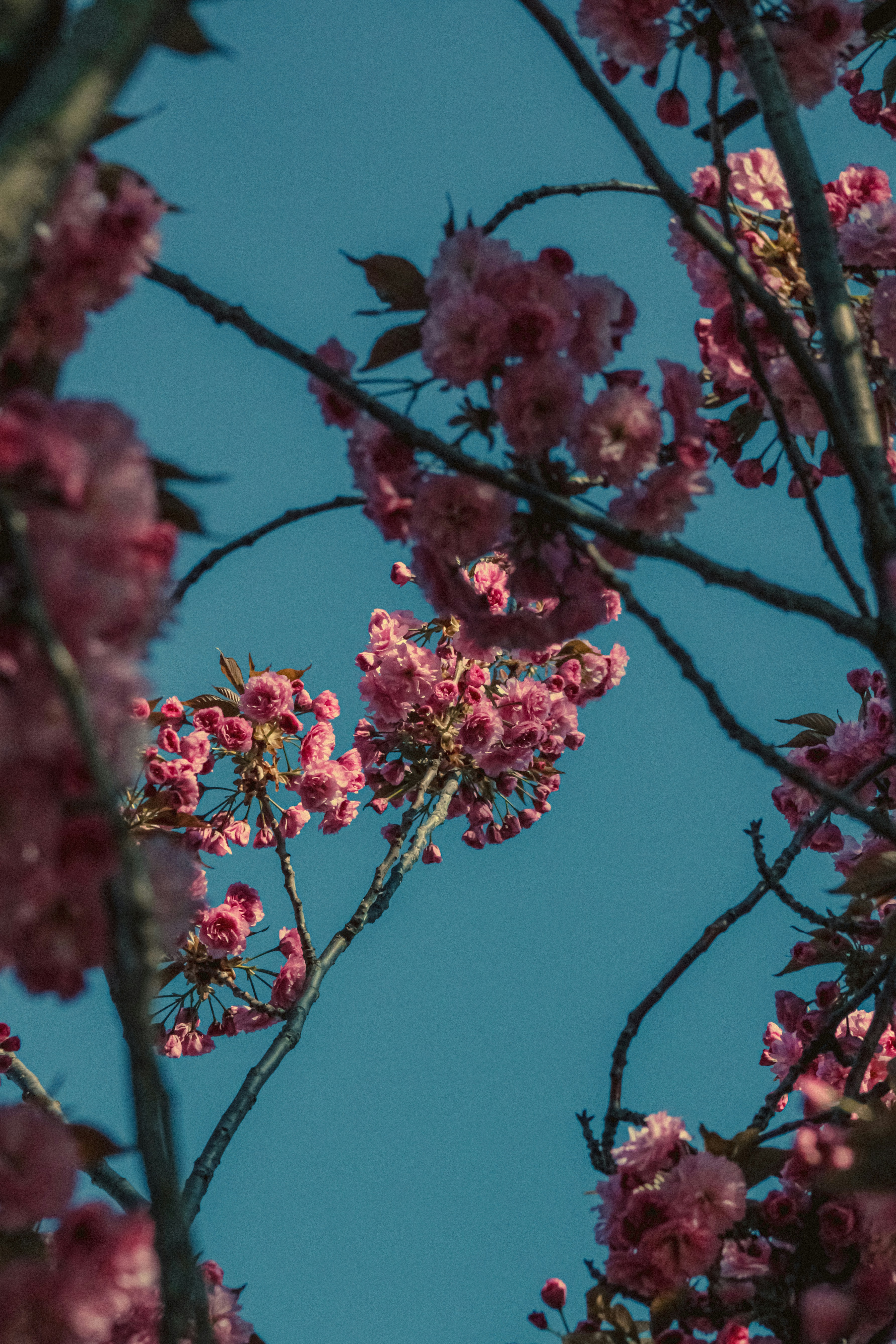 Photo by linusbelanger